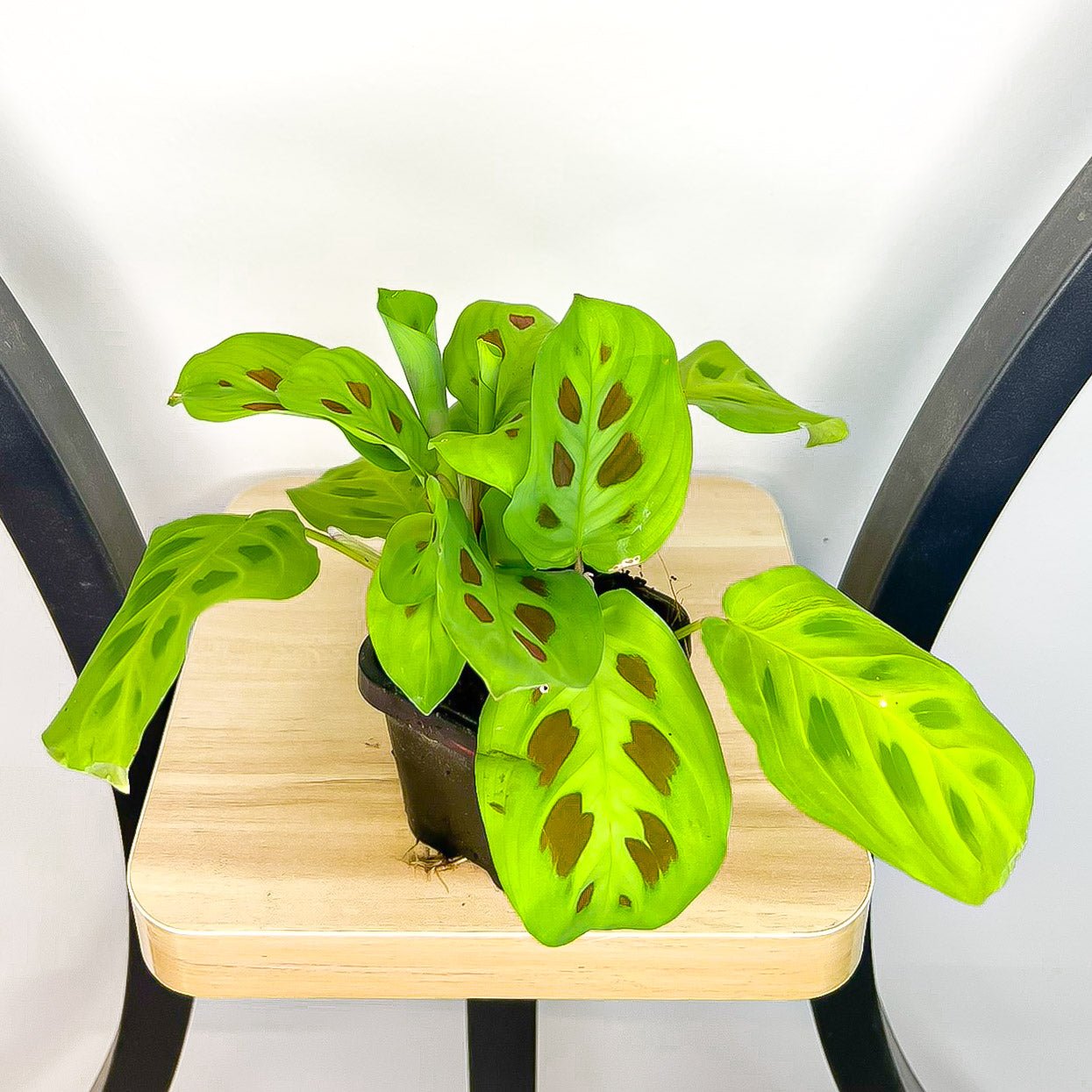 Maranta Green | The Plant Boys