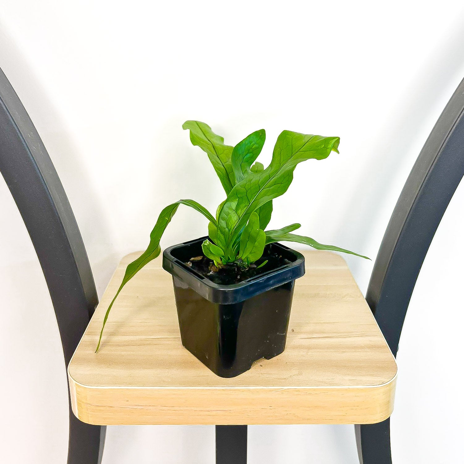 crocodile birds nest fern Microsorum Crocodyllus Crocodile Fern – The Plant Boys