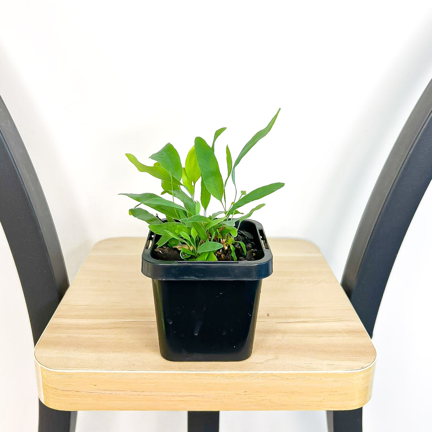 Phlebodium Blue Star Fern The Plant Boys