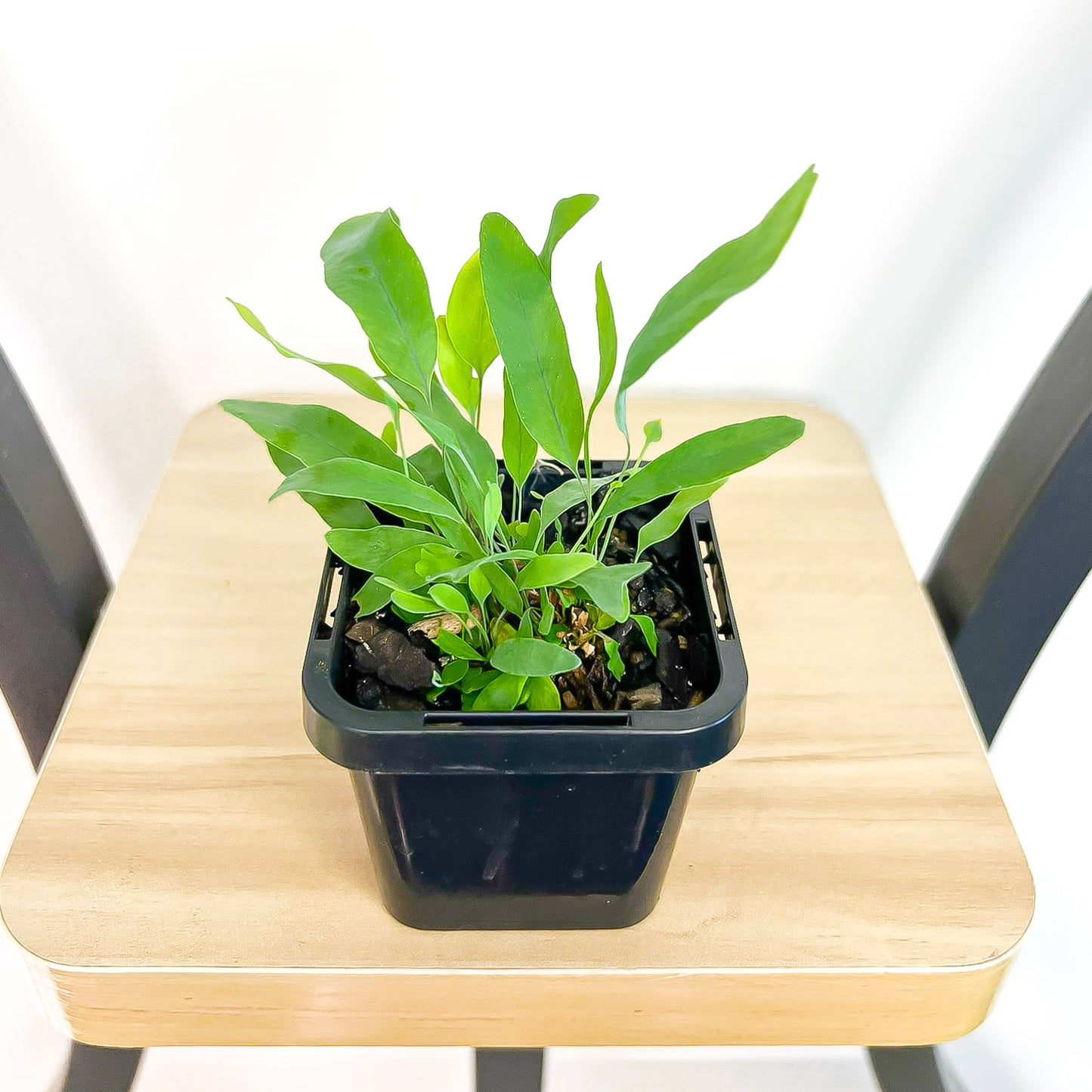 Phlebodium Blue Star Fern