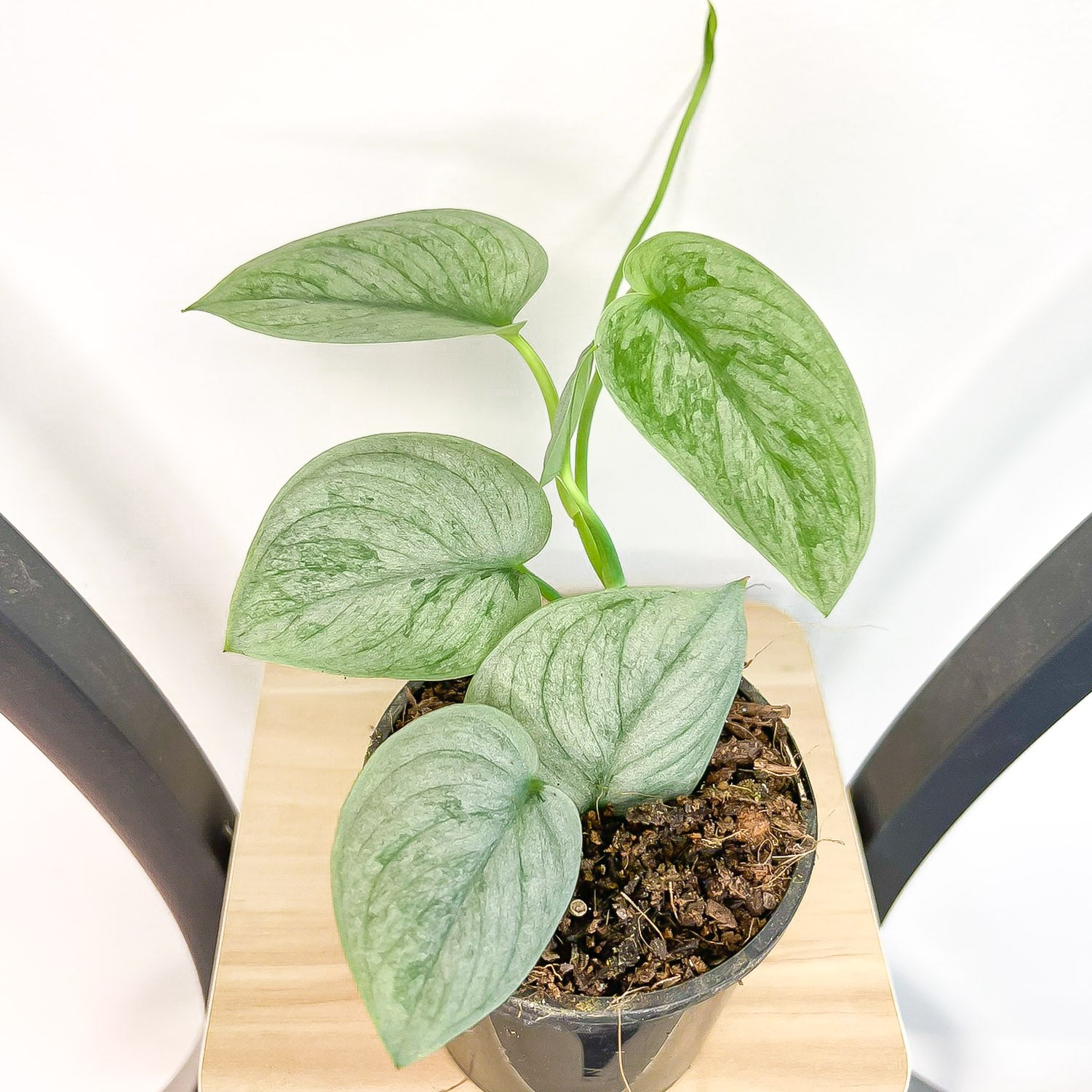 pothos silver hero Scindapsus Silver Hero – The Plant Boys