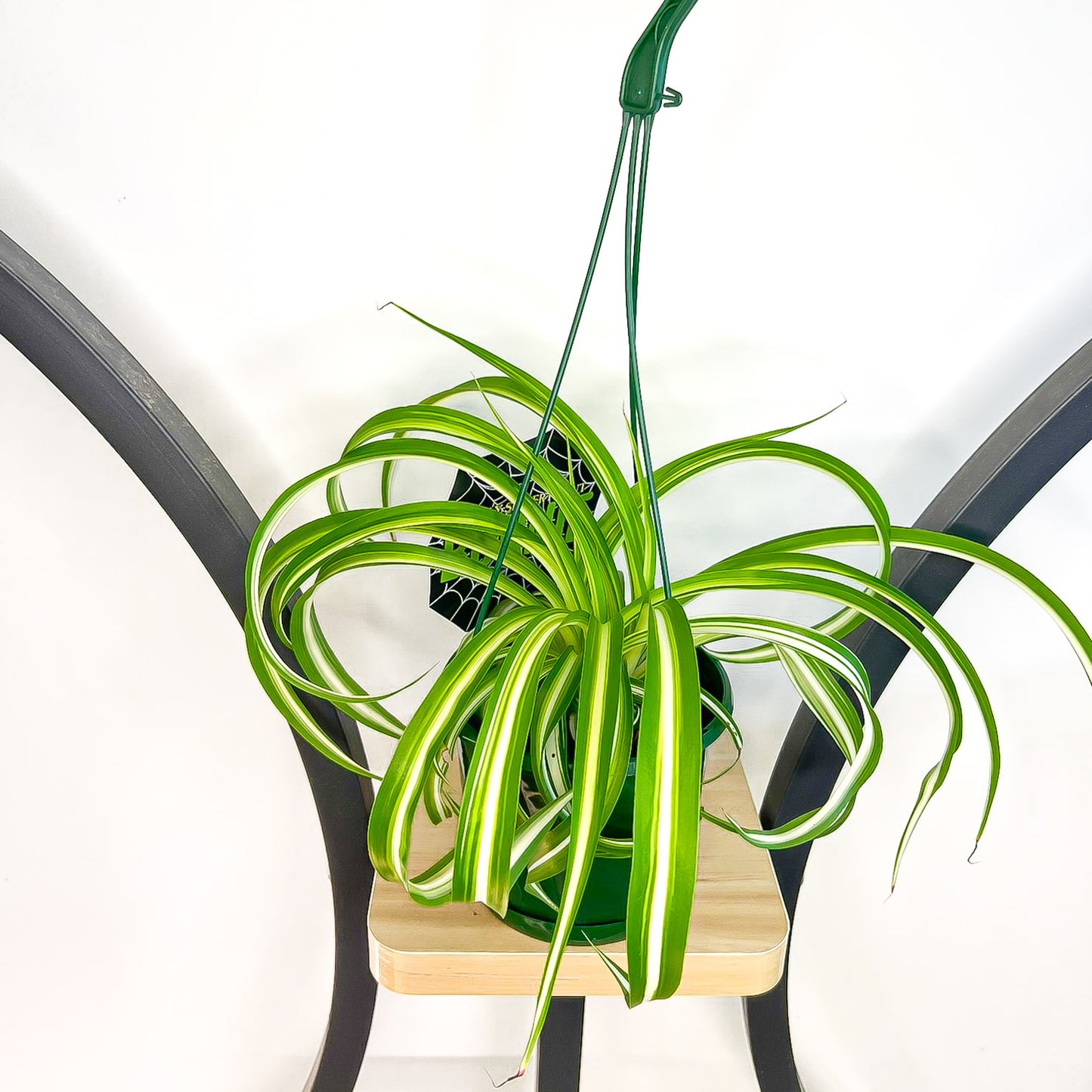 Chlorophytum Bonnie Curly Spider Plant