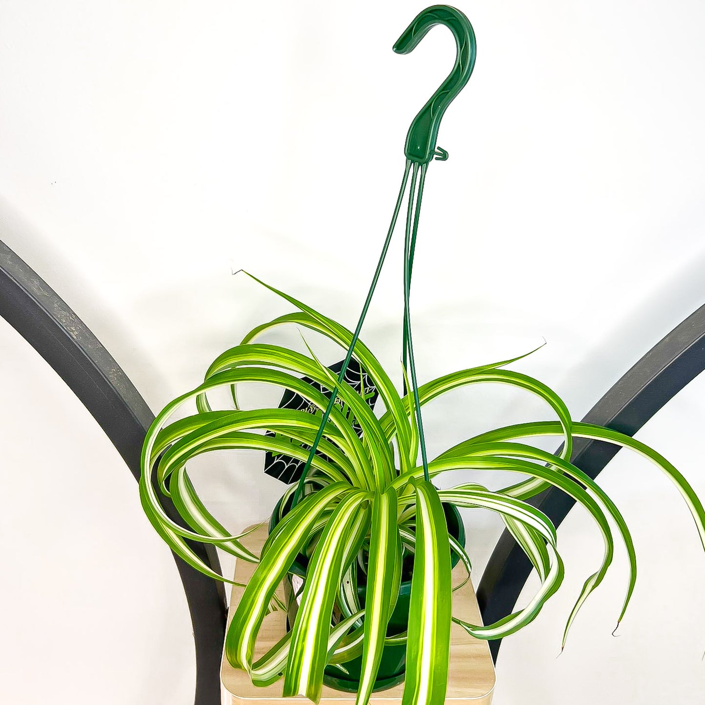 Chlorophytum Bonnie Curly Spider Plant