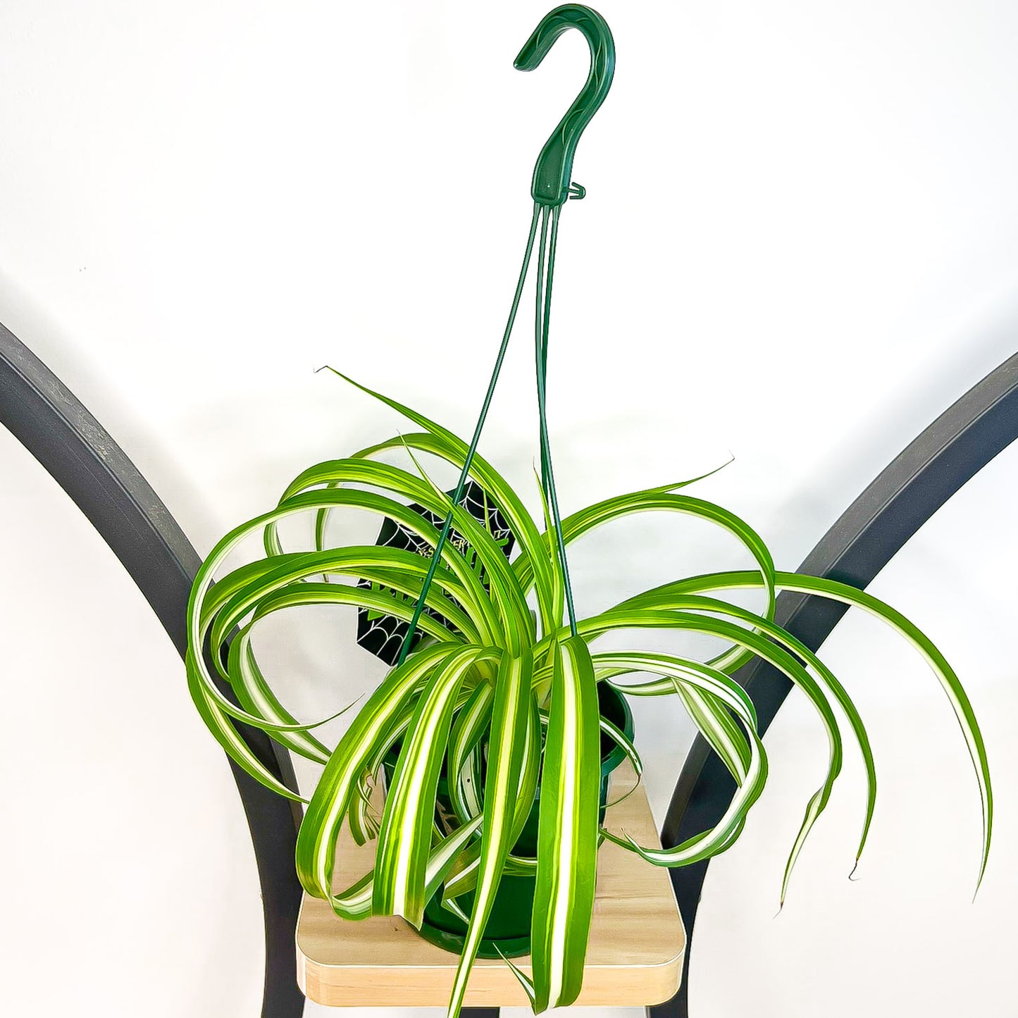 Chlorophytum Bonnie Curly Spider Plant