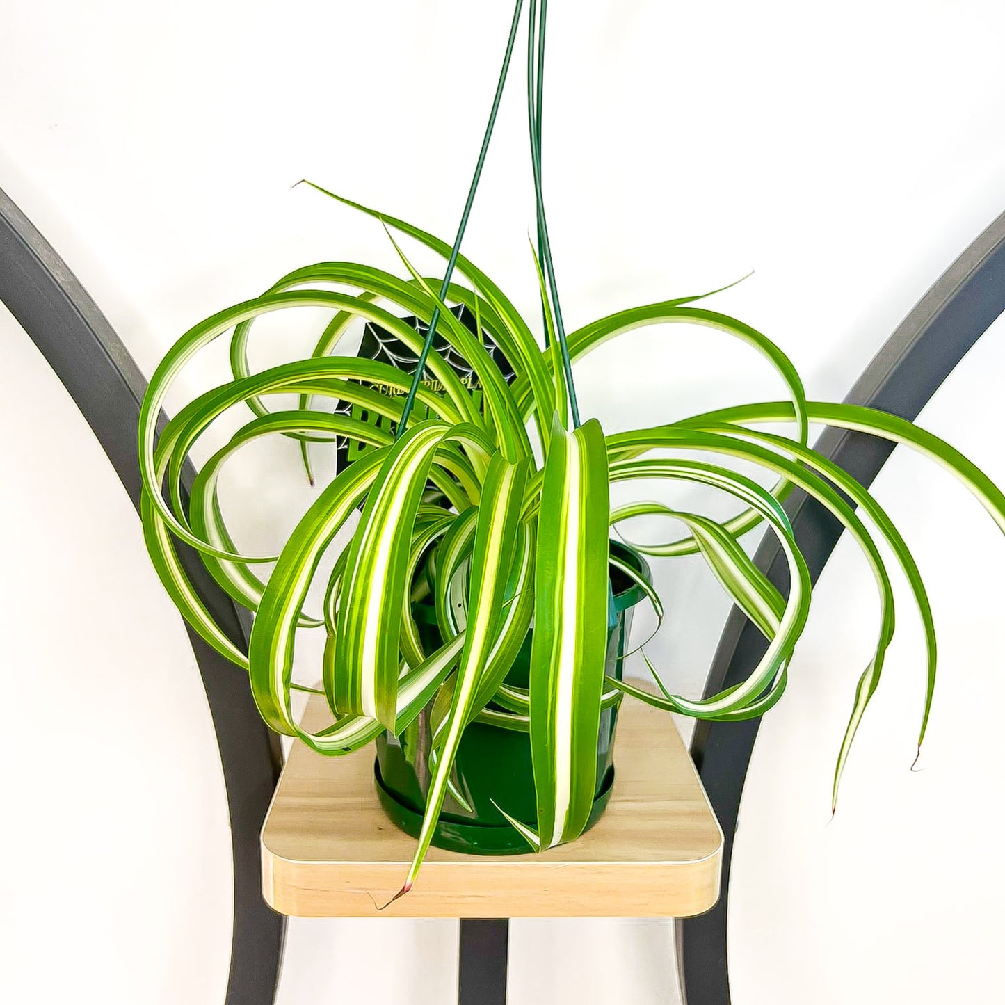 Chlorophytum Bonnie Curly Spider Plant