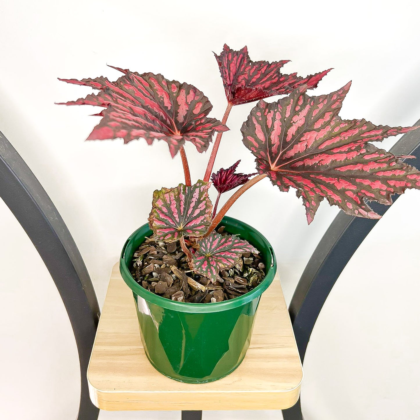 Begonia Bewitched Red Black