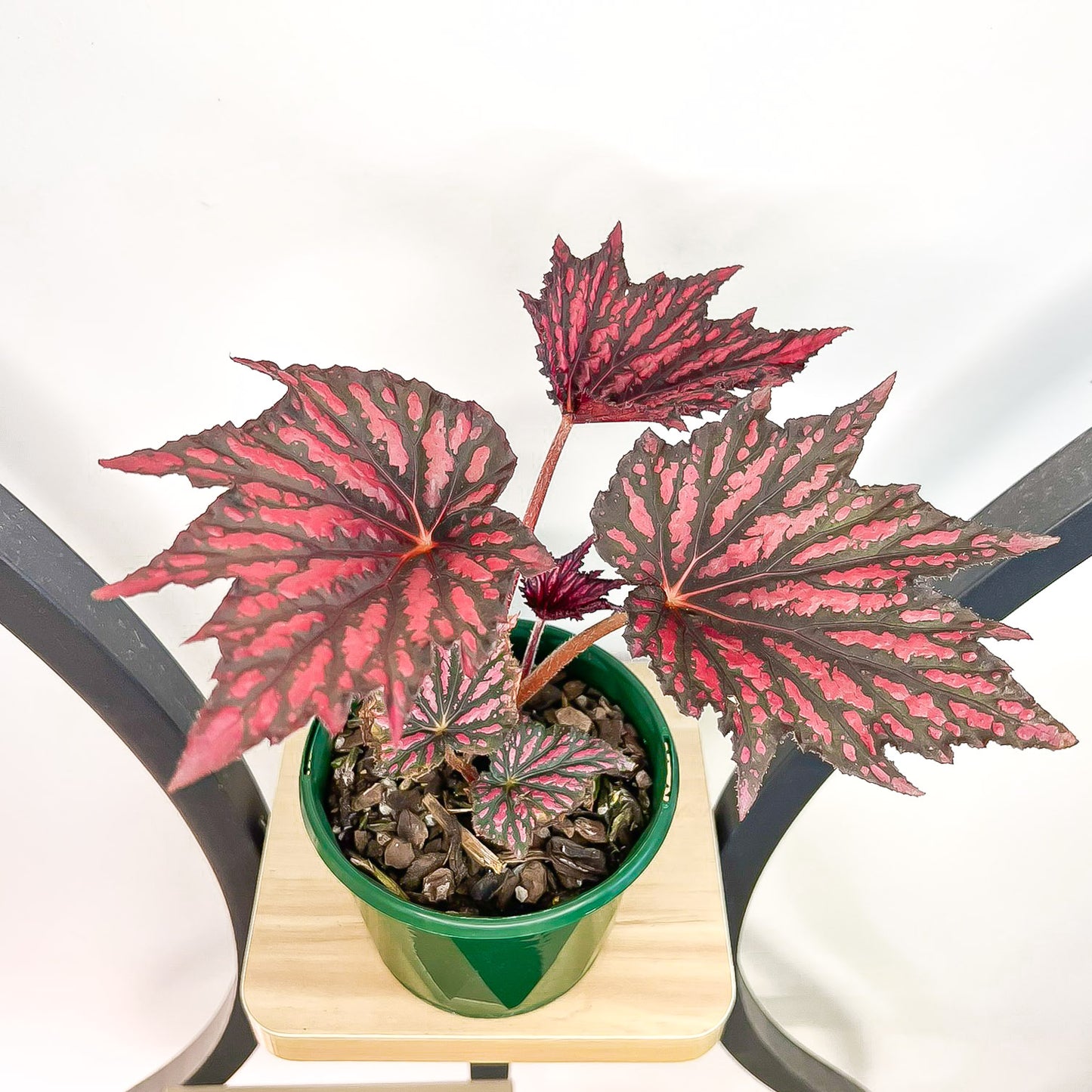 Begonia Bewitched Red Black