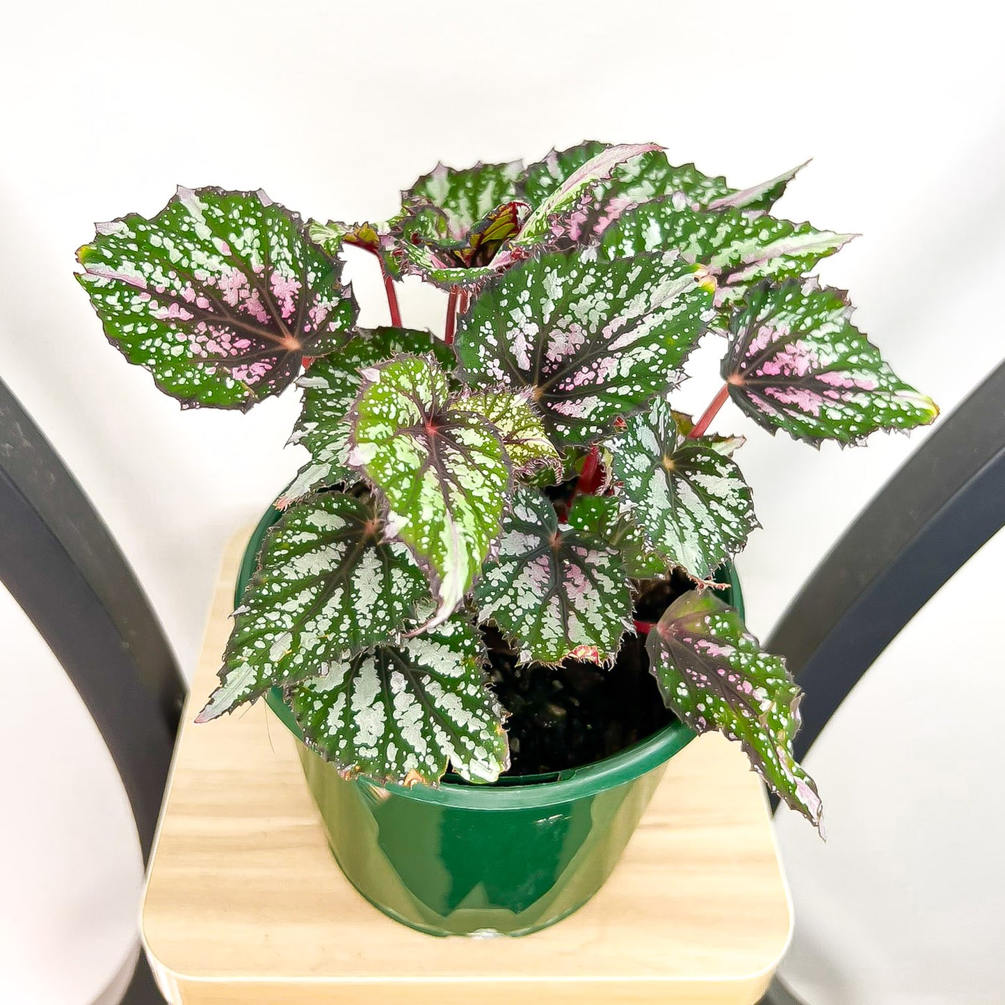 Begonia African Jungle