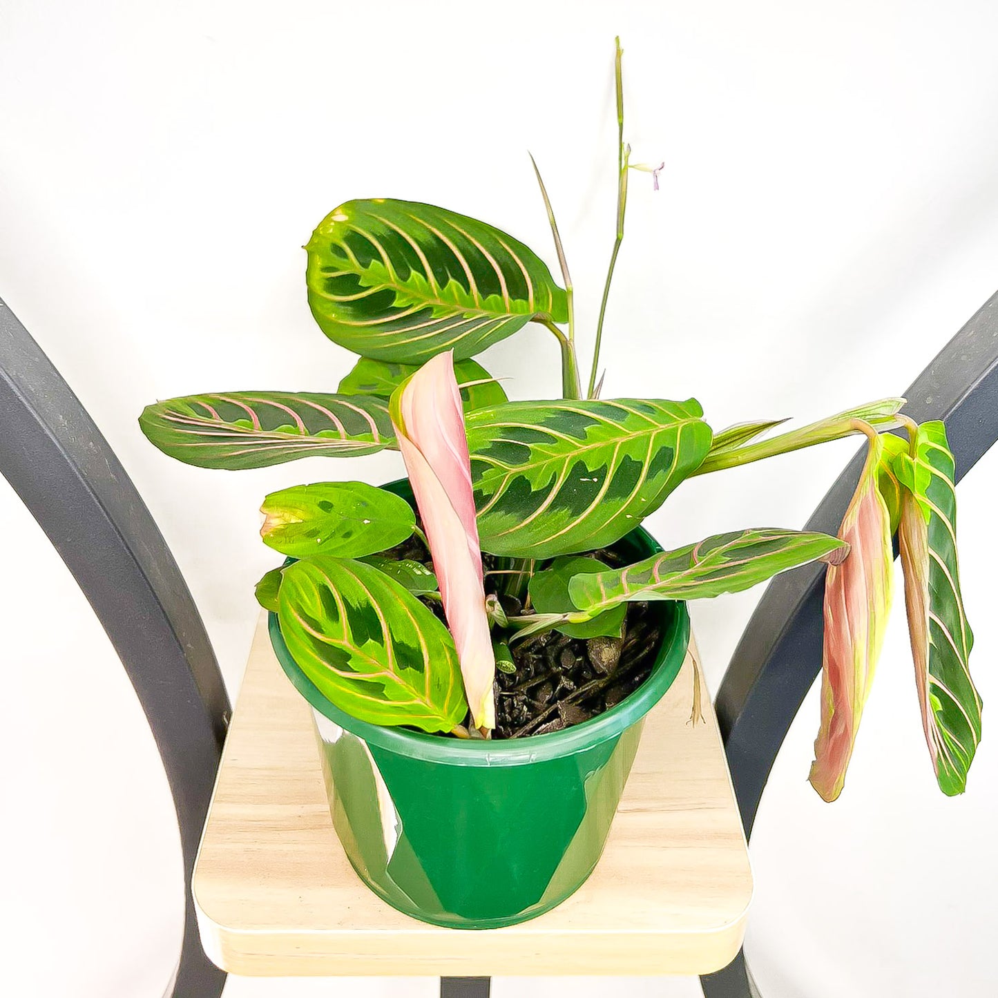 Maranta Red Vein