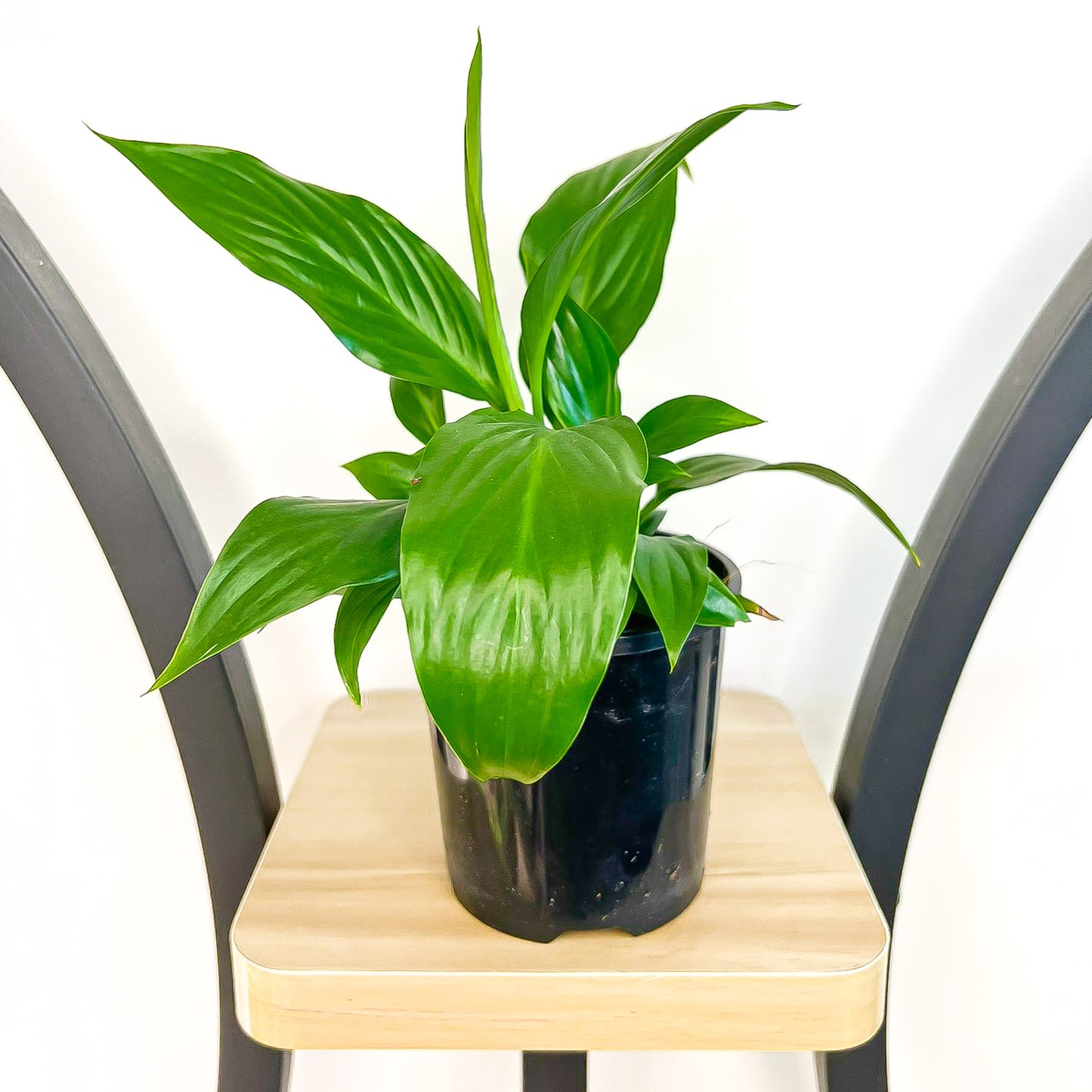 Spathiphyllum Sweet Romano Peace Lily