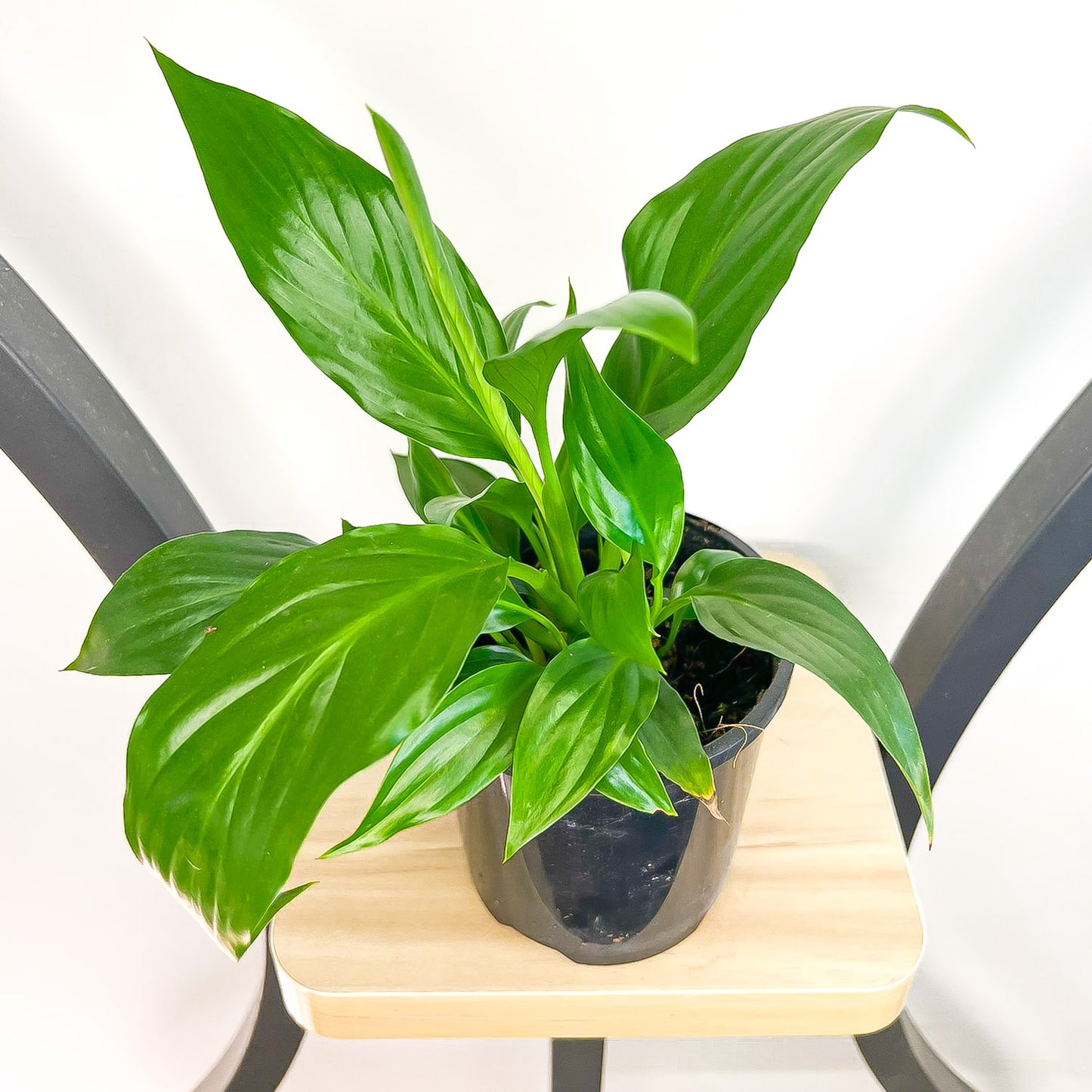 Spathiphyllum Sweet Romano Peace Lily