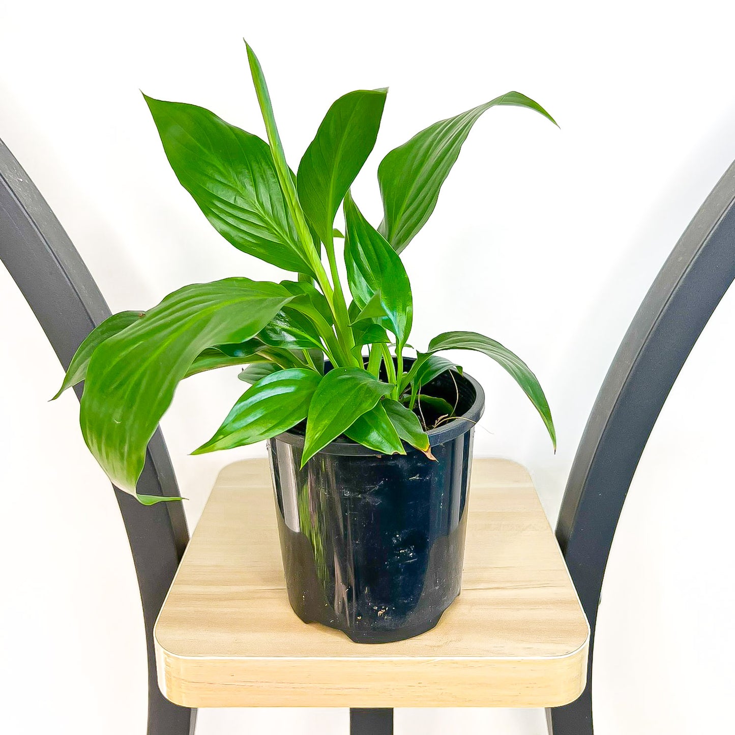 Spathiphyllum Sweet Romano Peace Lily