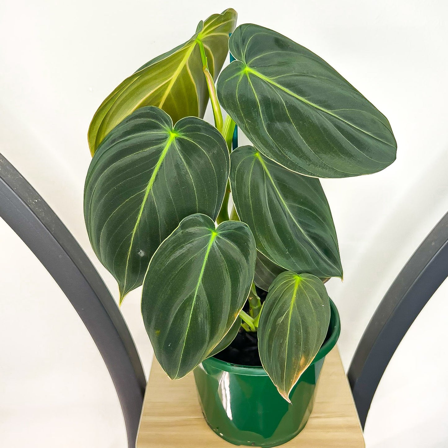 Philodendron Melanochrysum