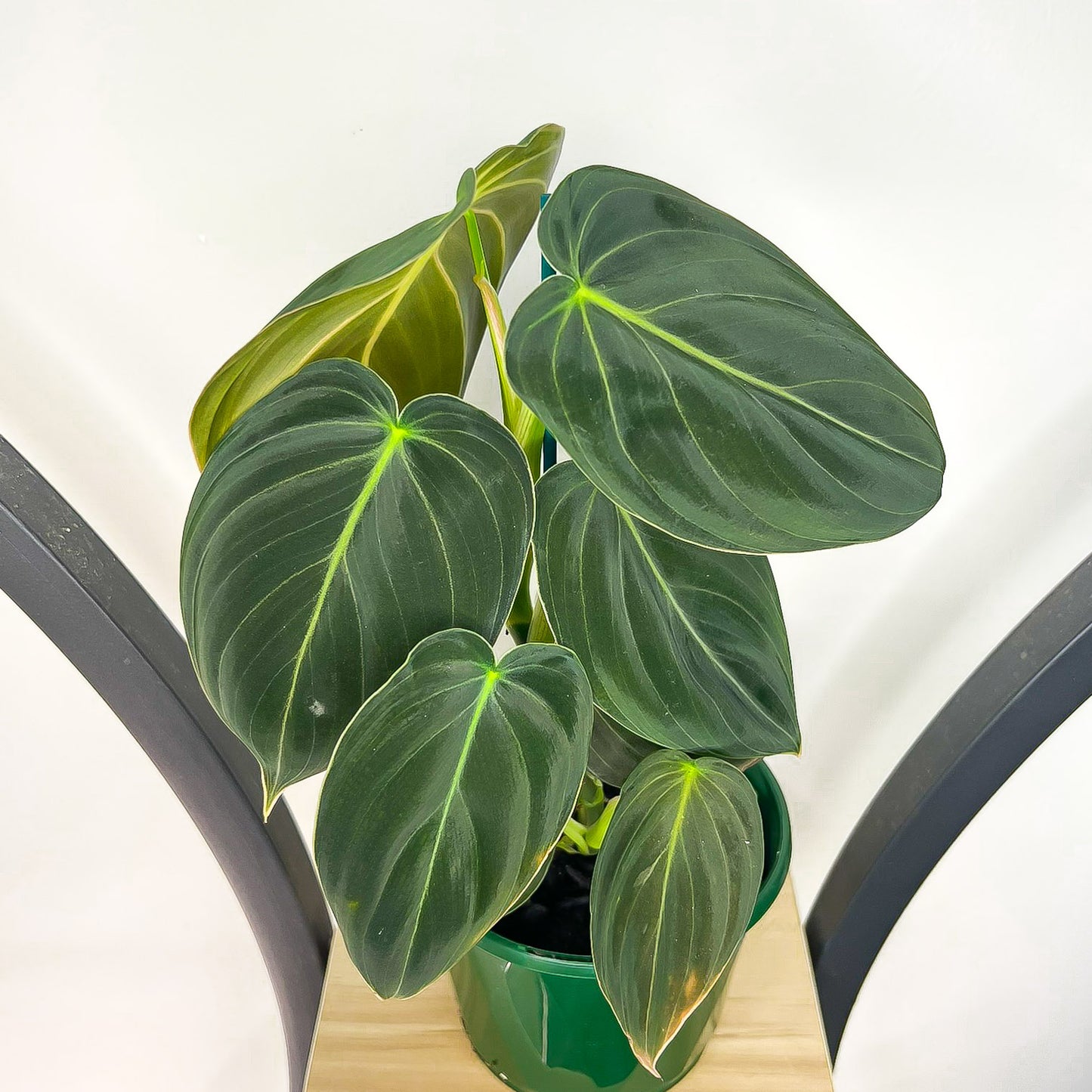 Philodendron Melanochrysum