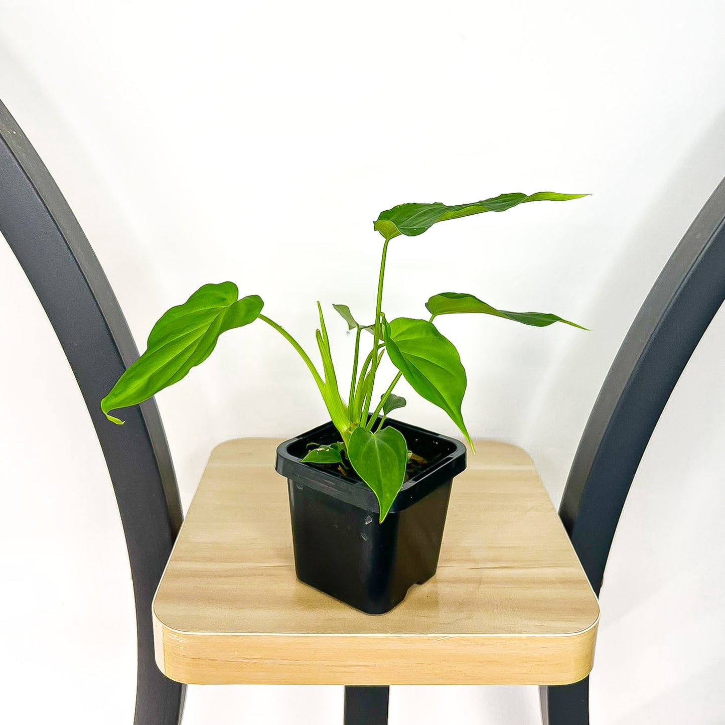 Philodendron Verrucosum