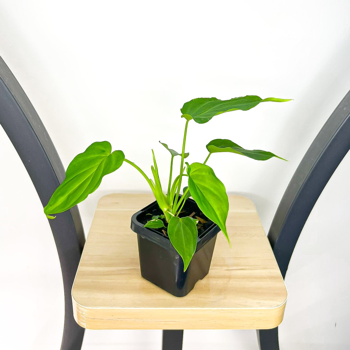 Philodendron Verrucosum