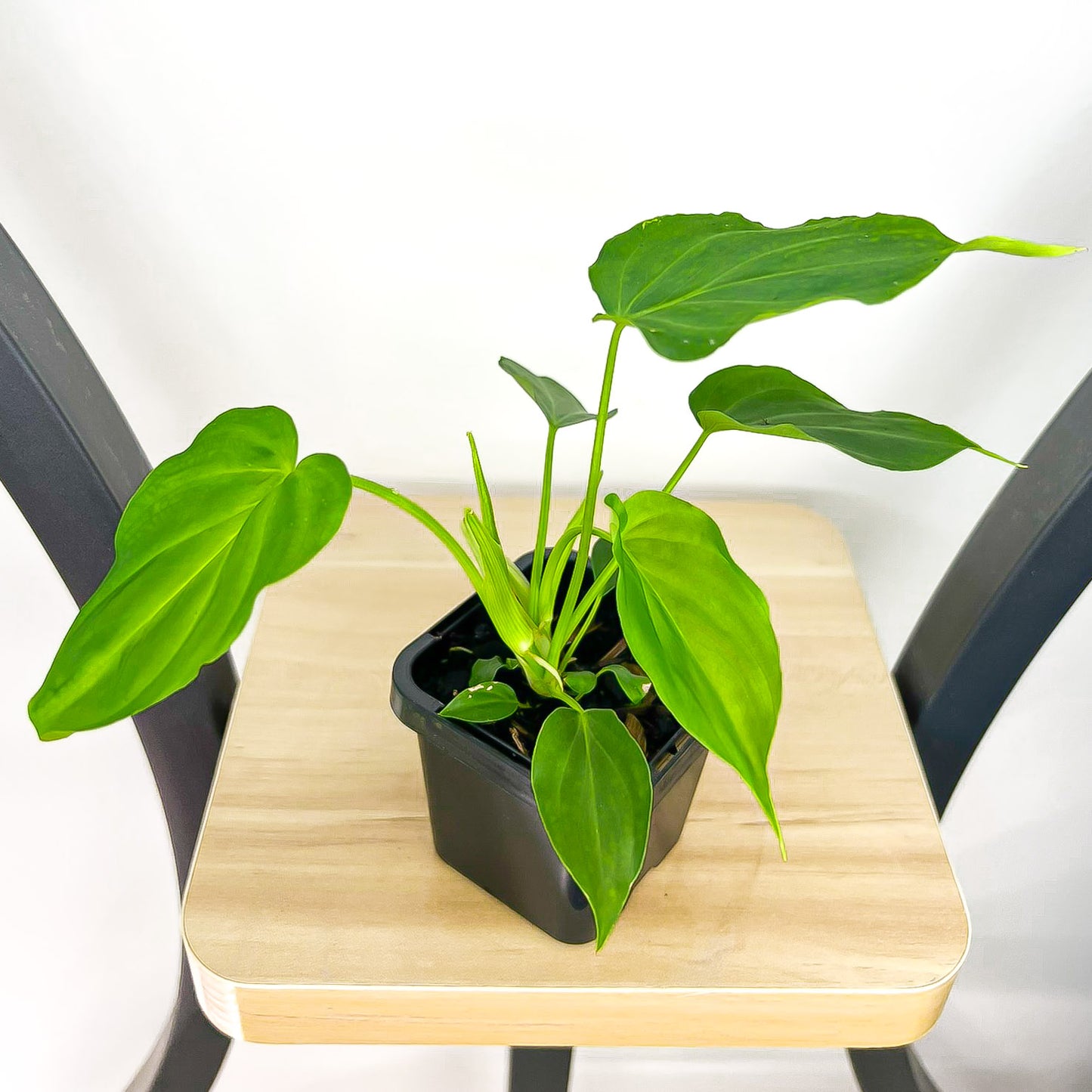 Philodendron Verrucosum