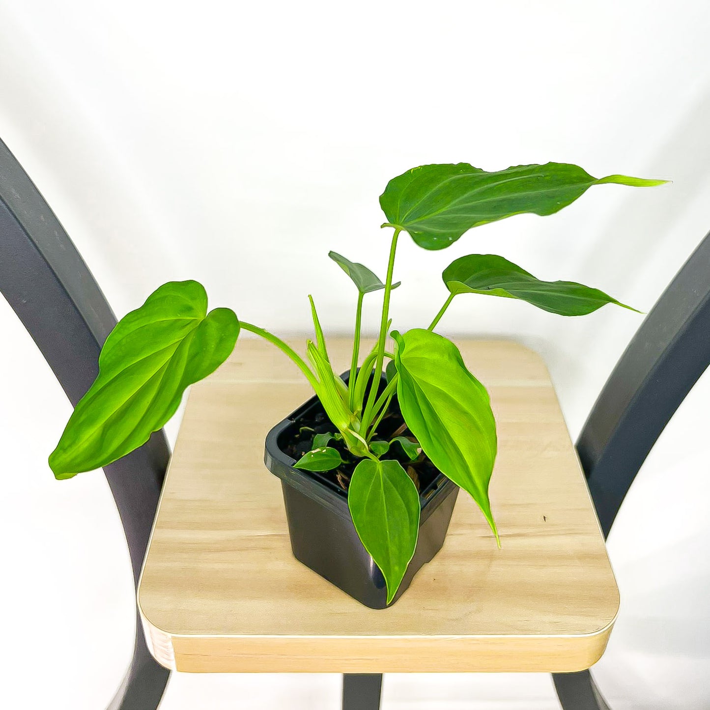 Philodendron Verrucosum