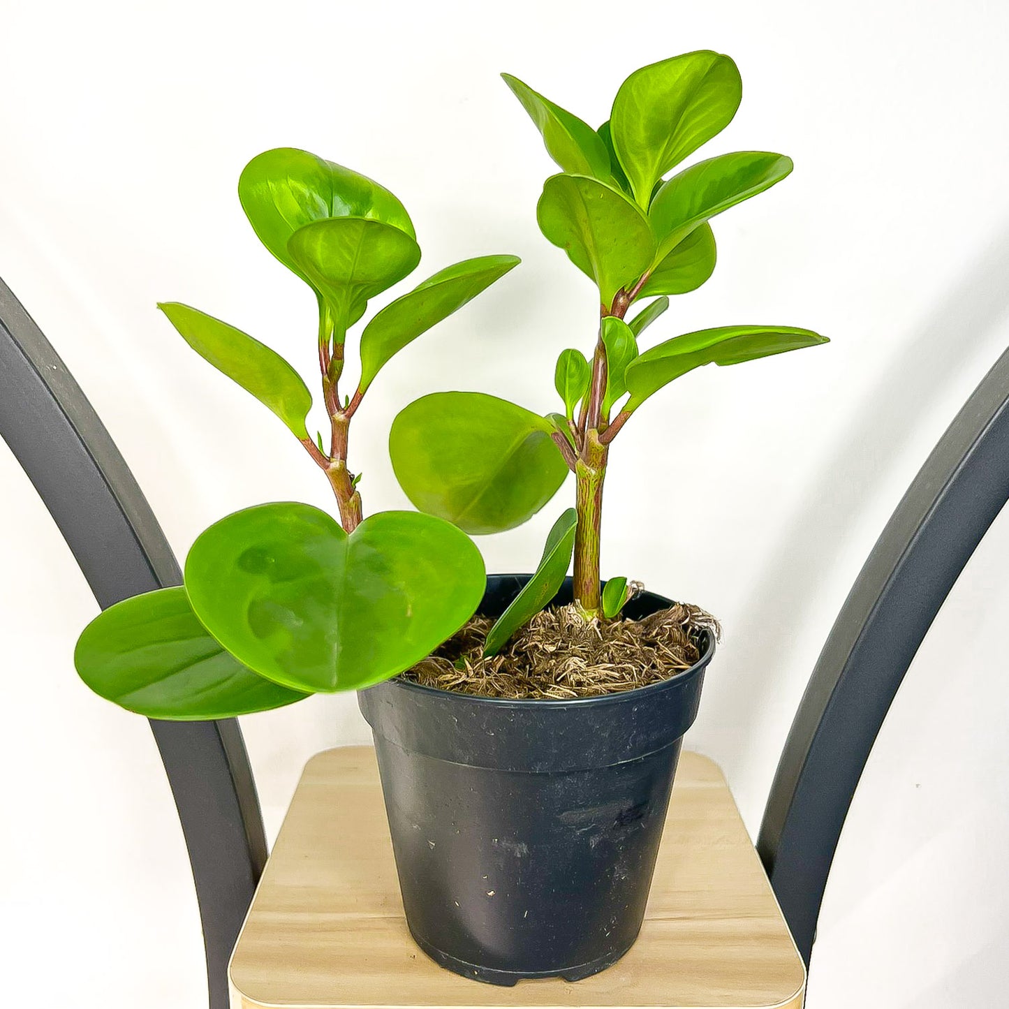 Peperomia Obtusifolia Lemon Lime