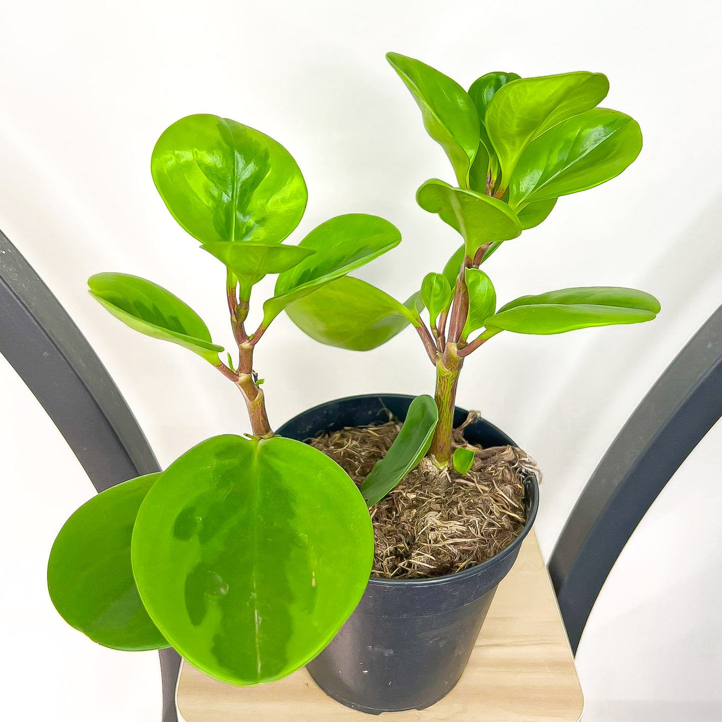 Peperomia Obtusifolia Lemon Lime