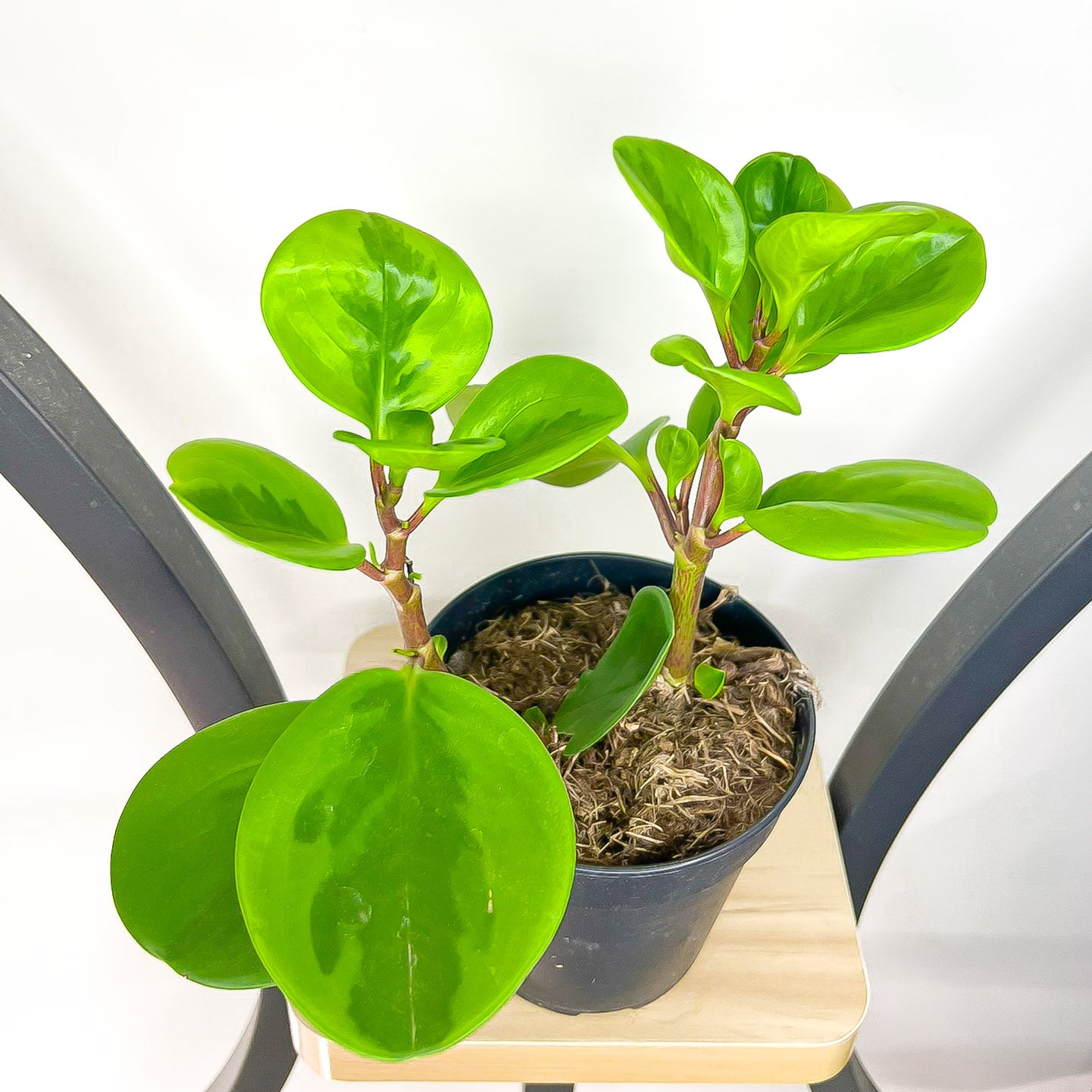 Peperomia Obtusifolia Lemon Lime