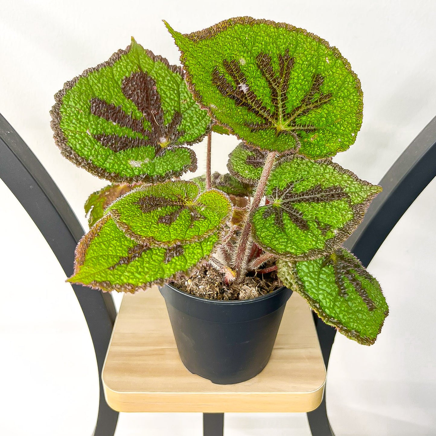 Begonia Masoniana Rock