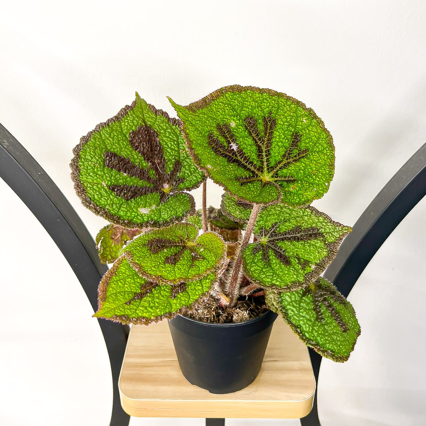 Begonia Masoniana Rock