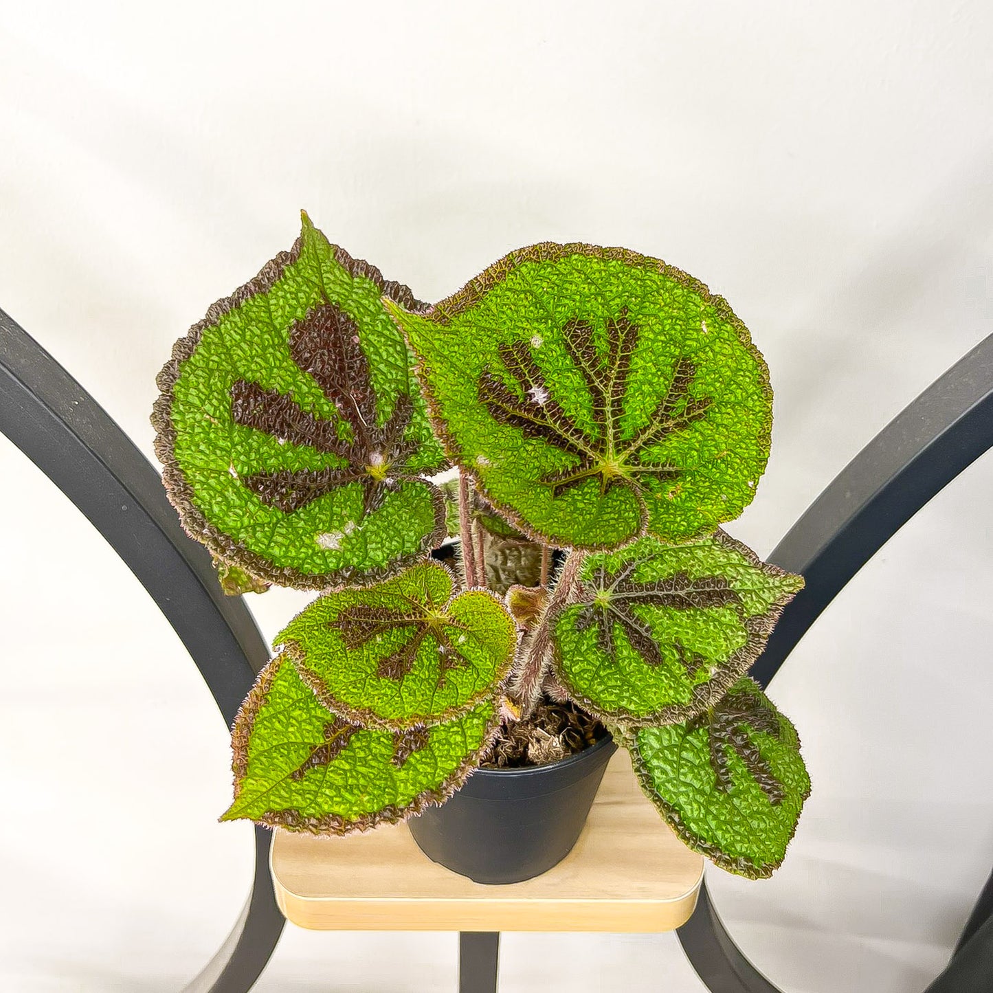 Begonia Masoniana Rock