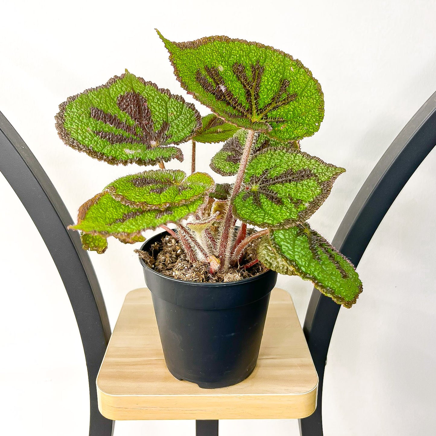 Begonia Masoniana Rock