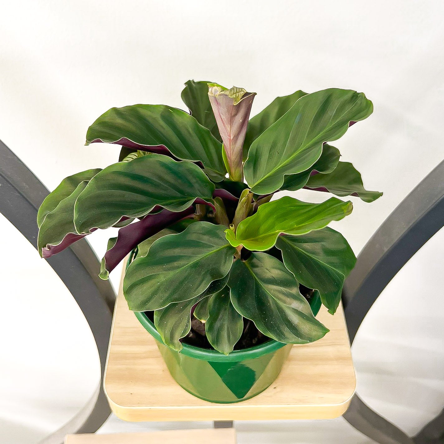 Calathea Crocata Eternal Flame | The Plant Boys