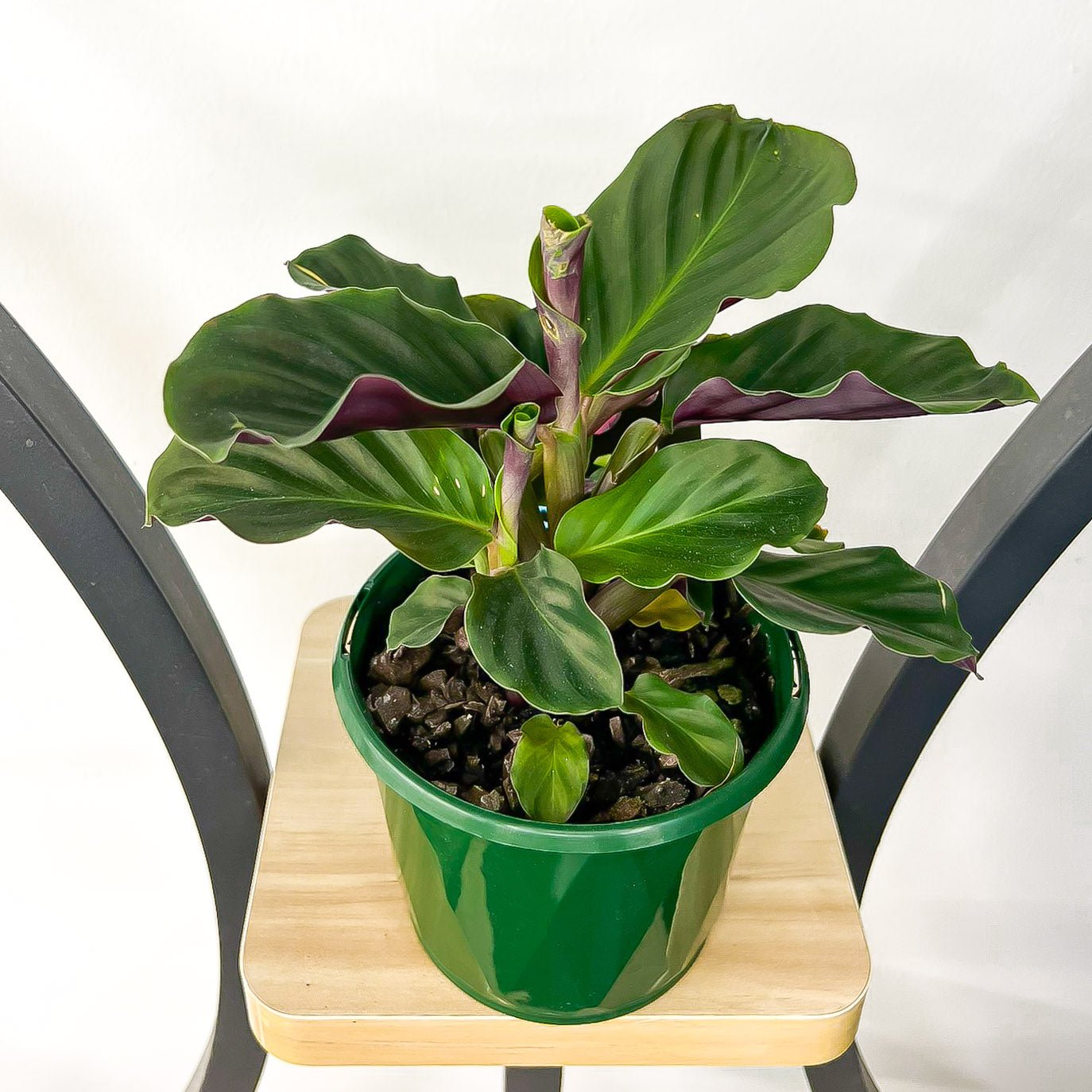 Calathea Crocata Eternal Flame | The Plant Boys