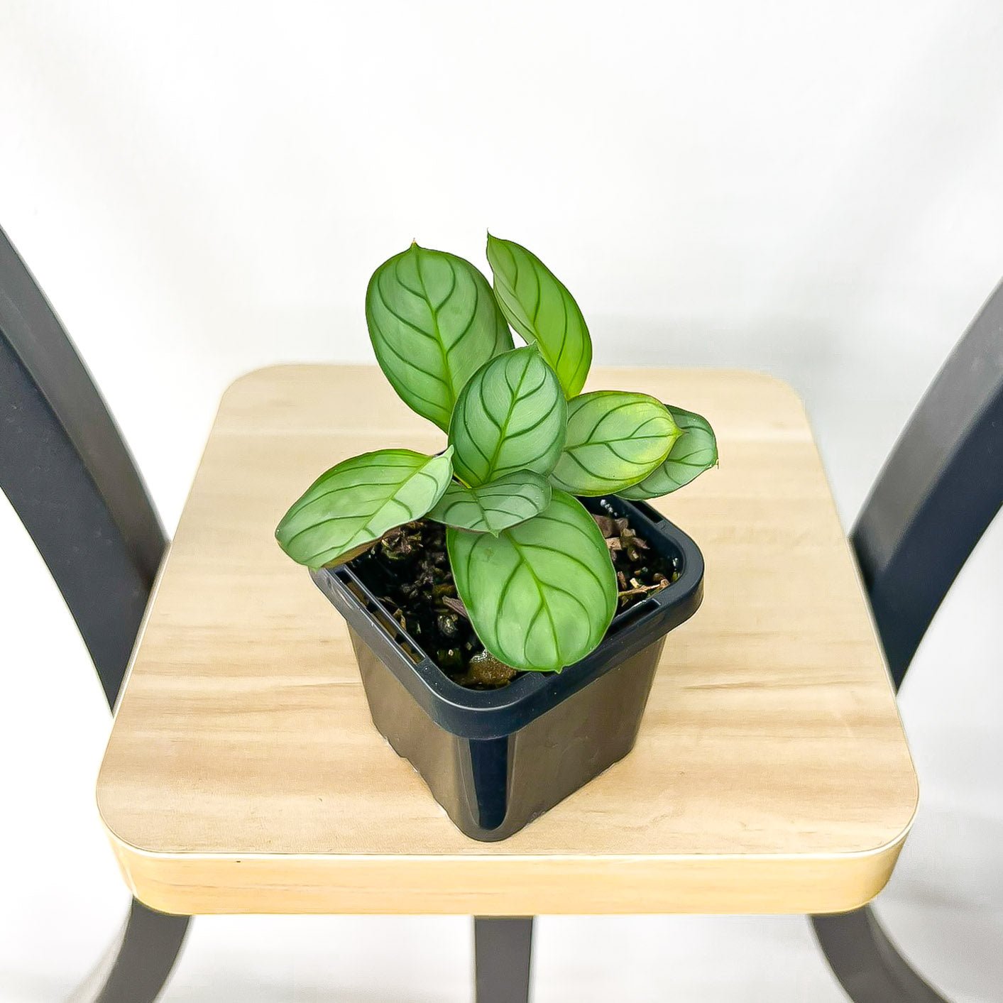 Ctenanthe Burle - Marxii Amagris | The Plant Boys