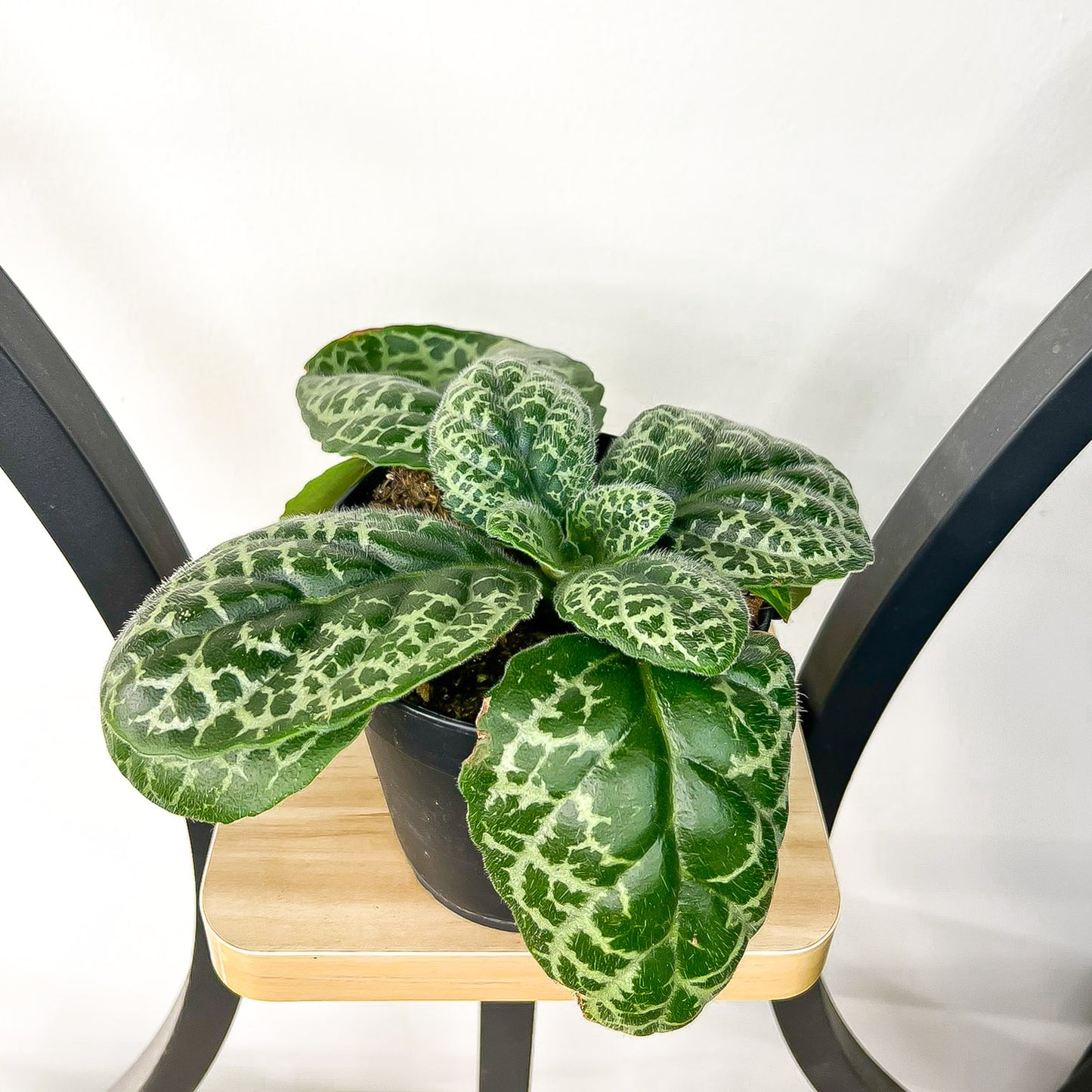 Streptocarpus Pretty Turtle