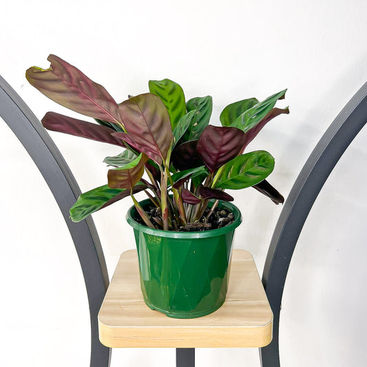Ctenanthe Burle-Marxii Obscura