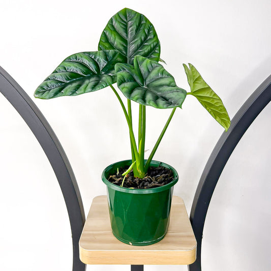 Alocasia Sinuata