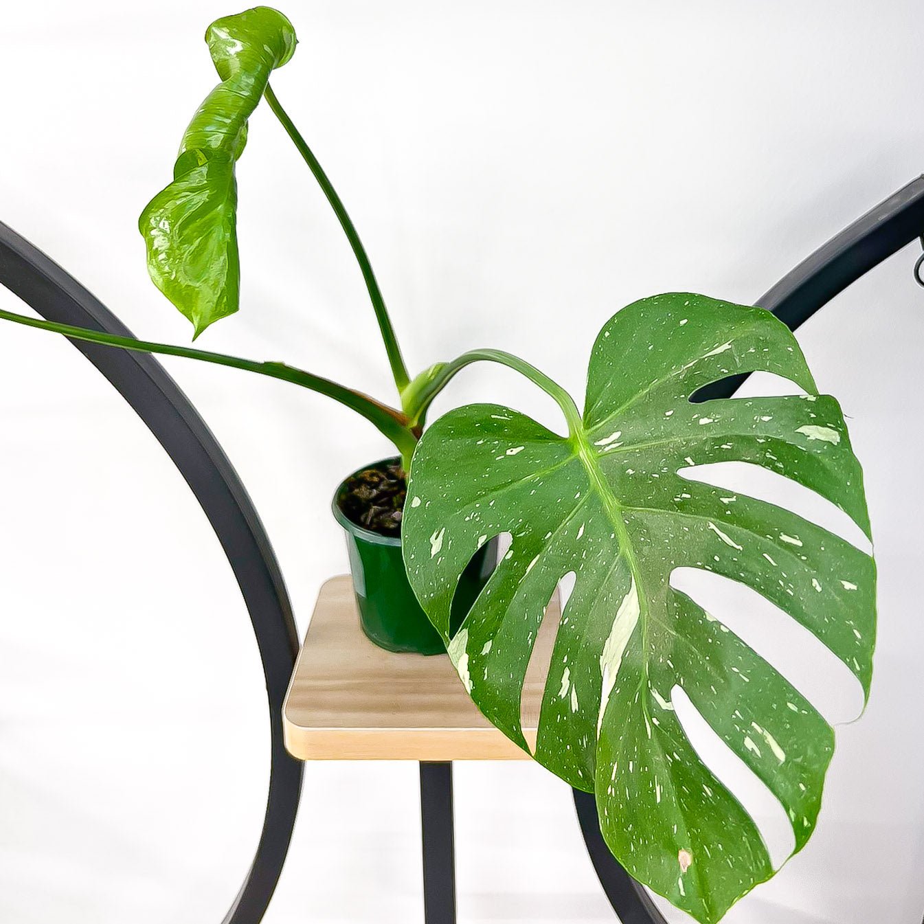 Monstera Thai Constellation | The Plant Boys