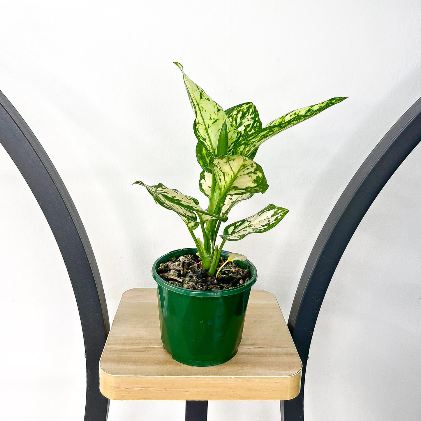 Aglaonema Super White