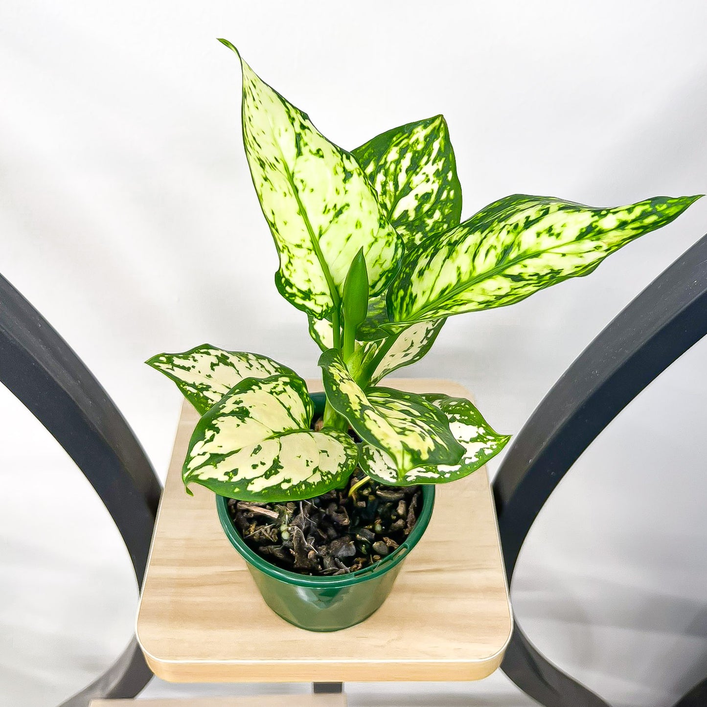 Aglaonema Super White