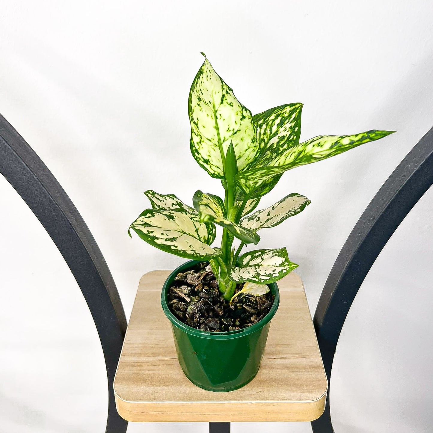 Aglaonema Super White