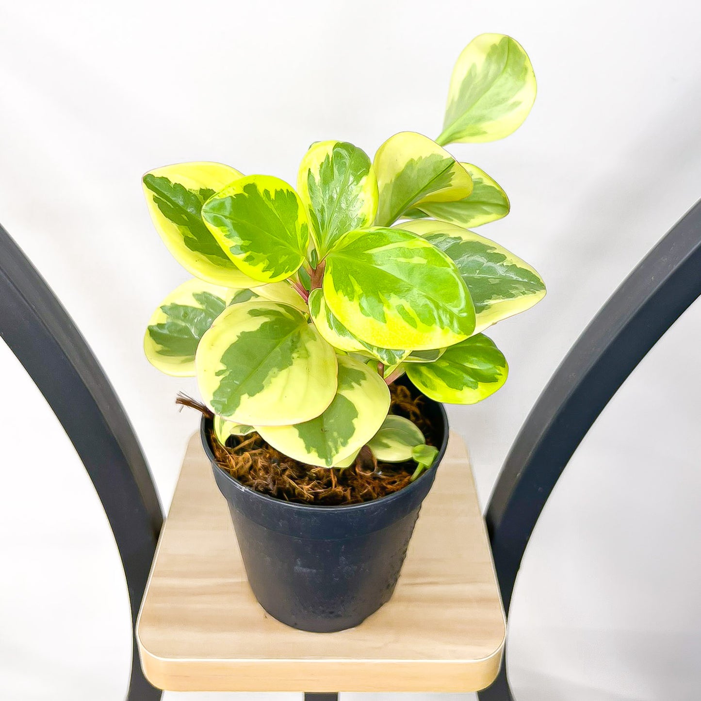 Peperomia Obtipan Bicolor