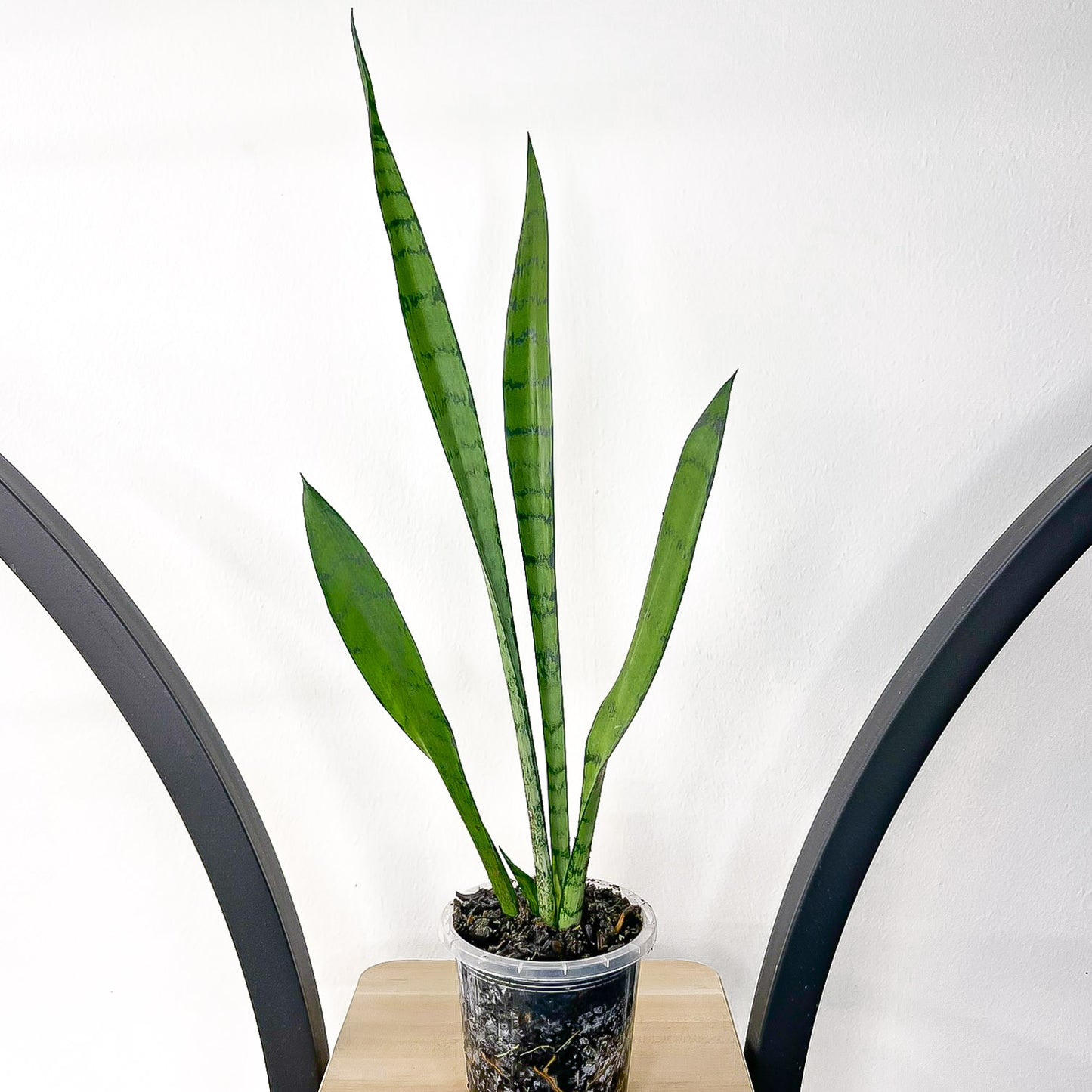 Sansevieria Silver Princess