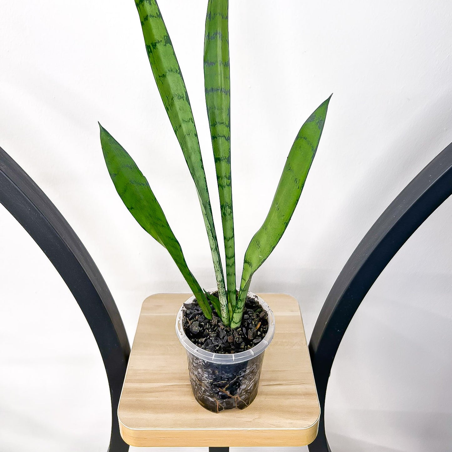 Sansevieria Silver Princess