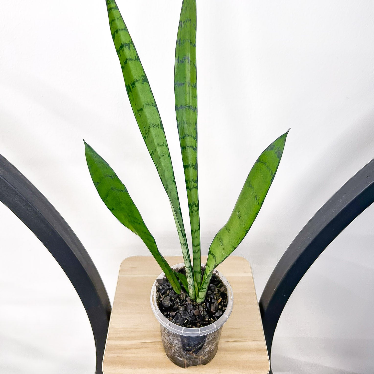 silver princess sansevieria Sansevieria Silver Princess – The Plant Boys