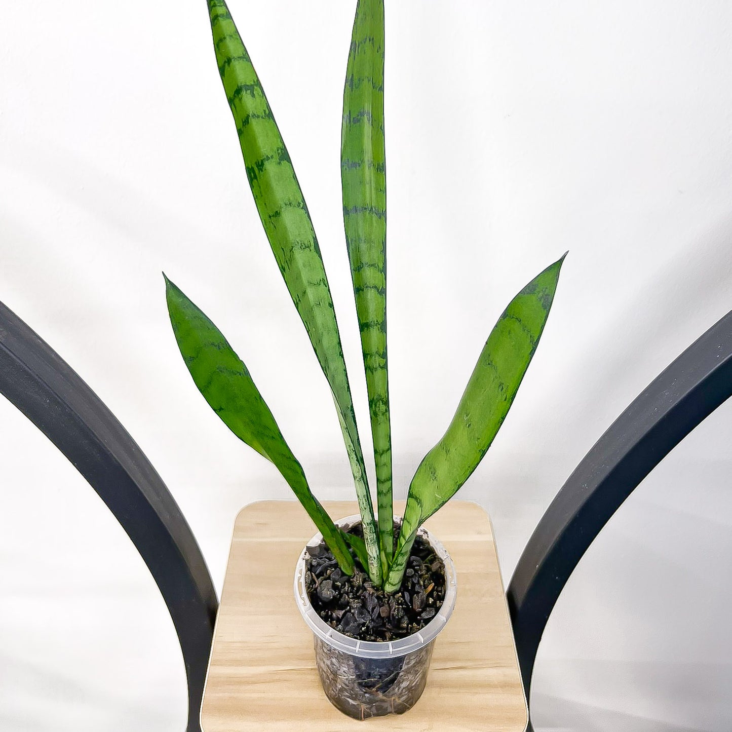 Sansevieria Silver Princess