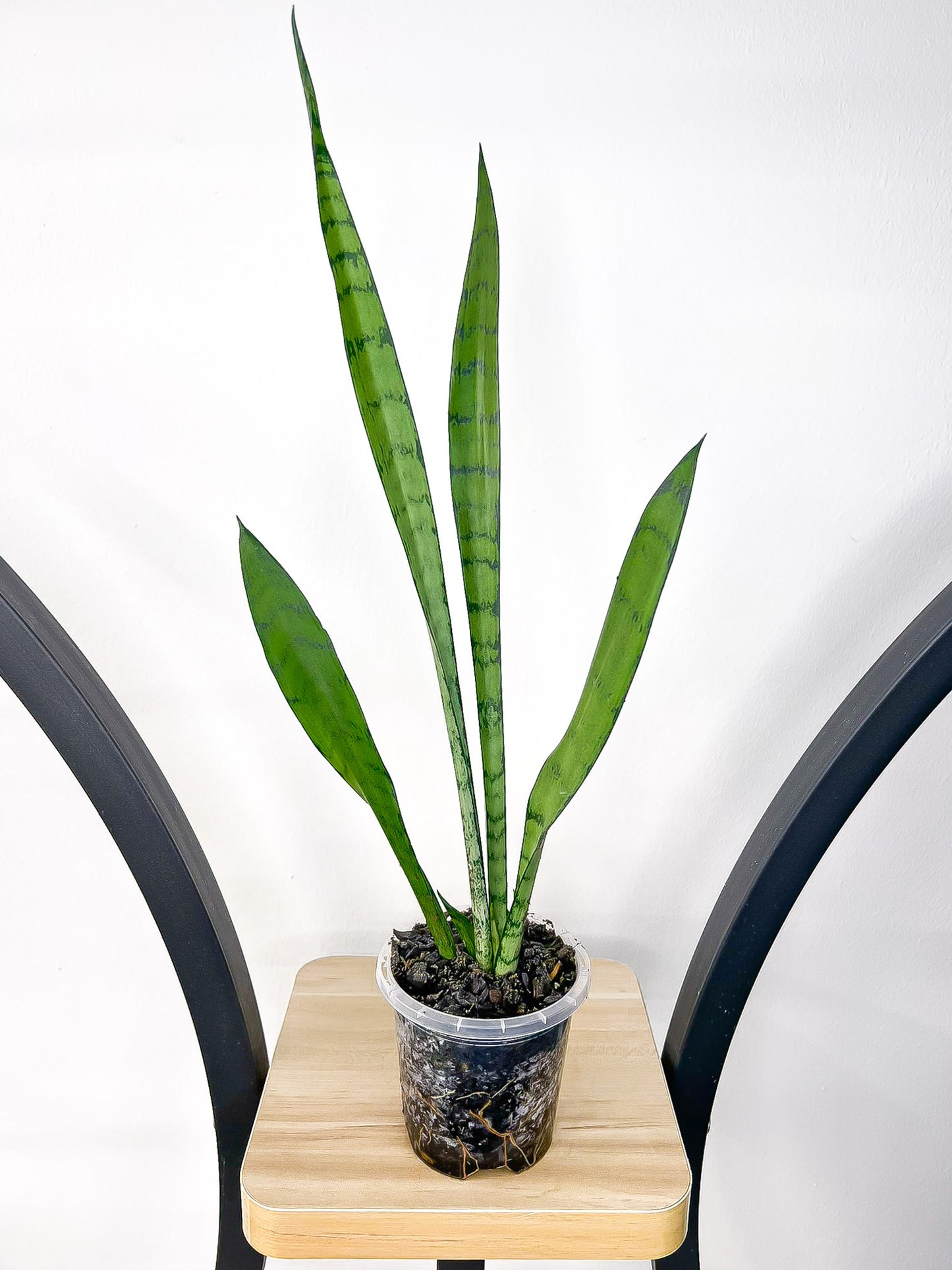 Sansevieria Silver Princess