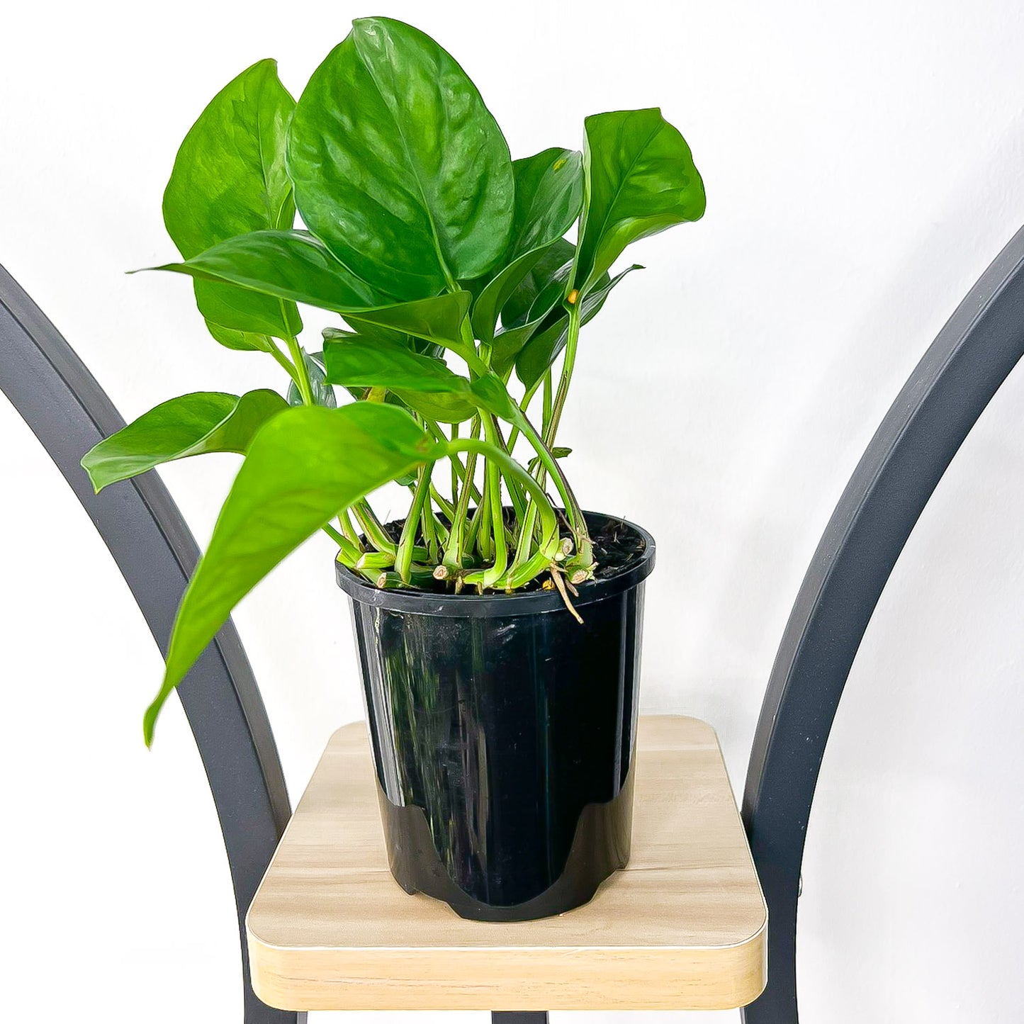 Pothos Green Queen