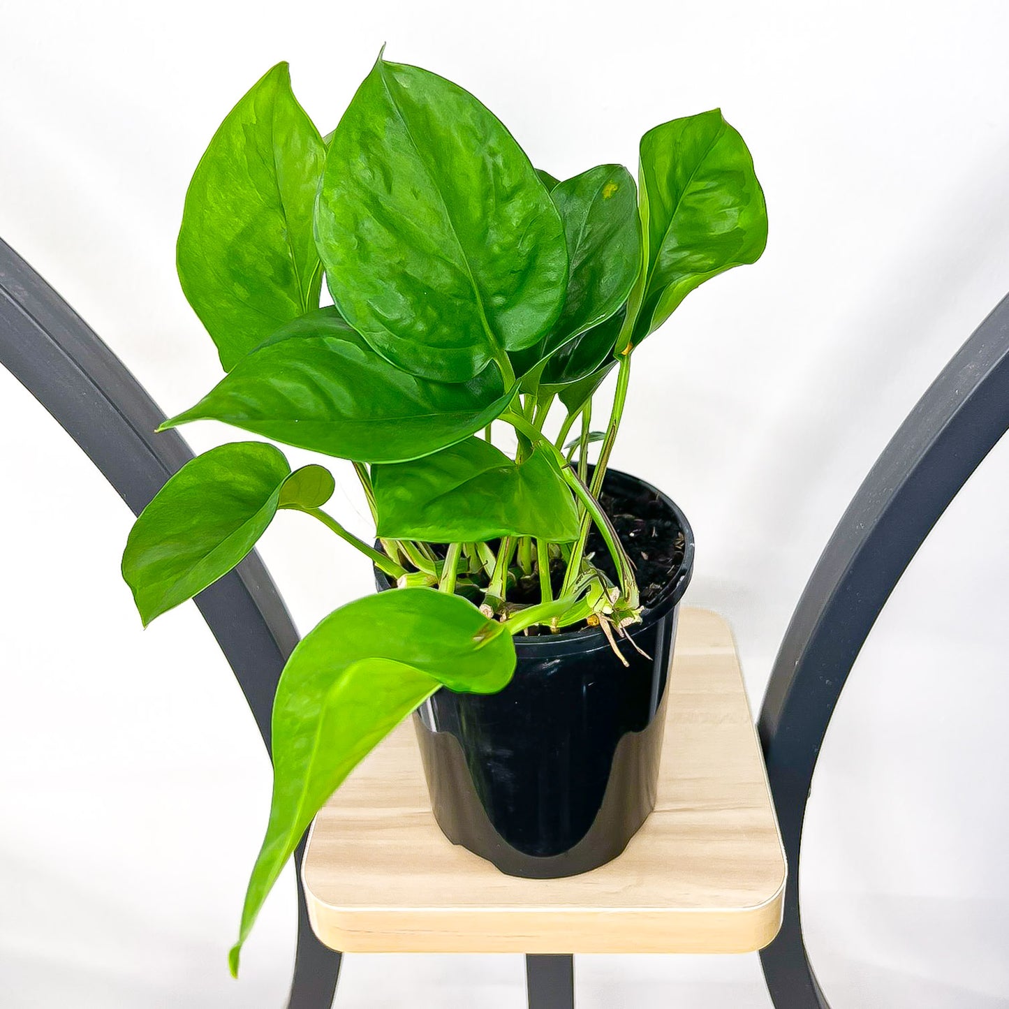 Pothos Green Queen