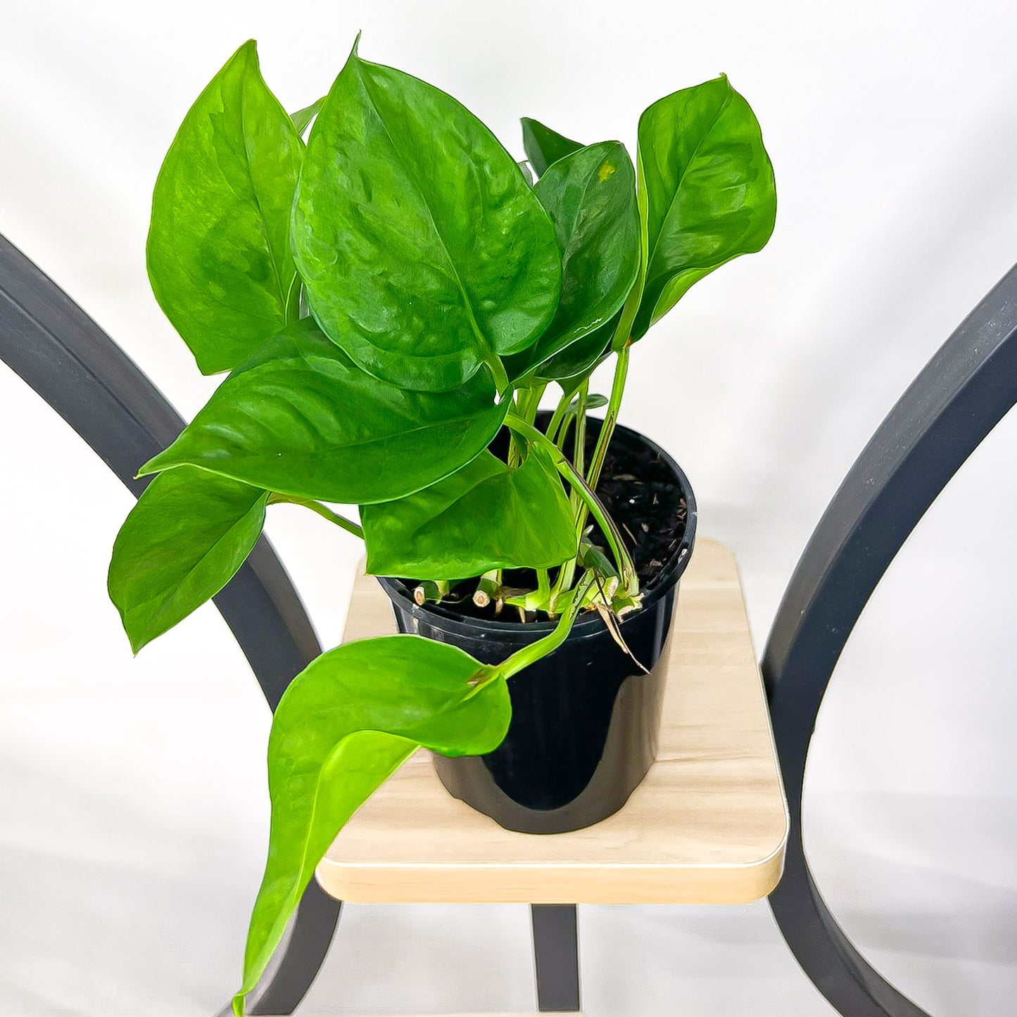 Pothos Green Queen