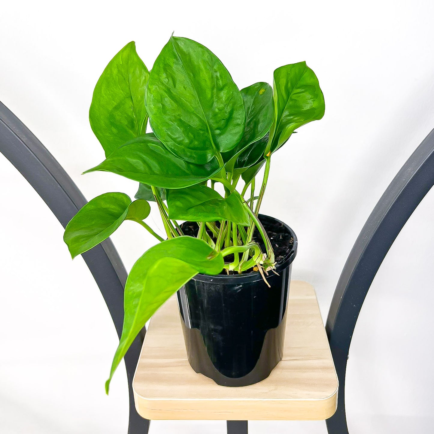 Pothos Green Queen