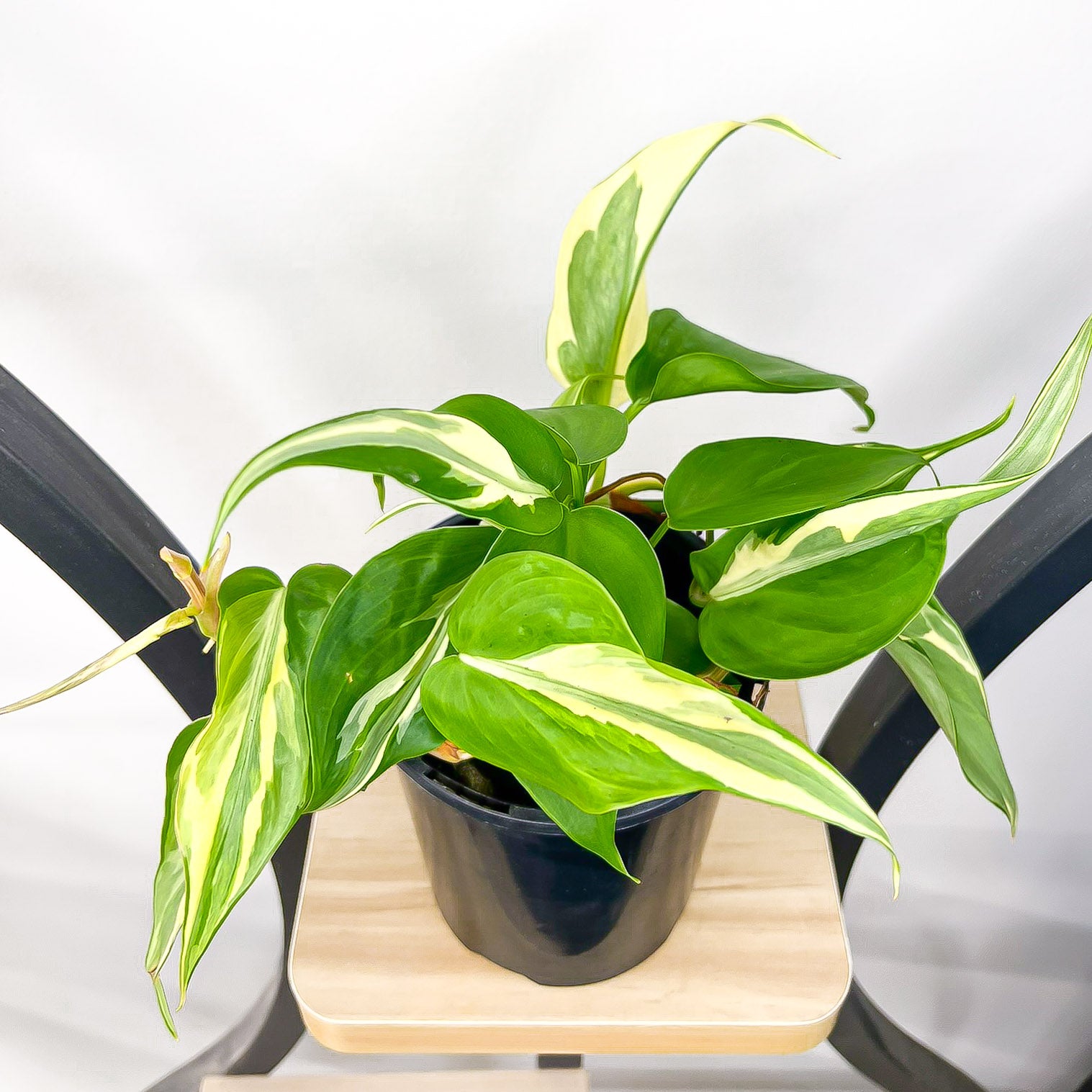 philodendron cream splash for sale australia Philodendron Rio – The Plant Boys